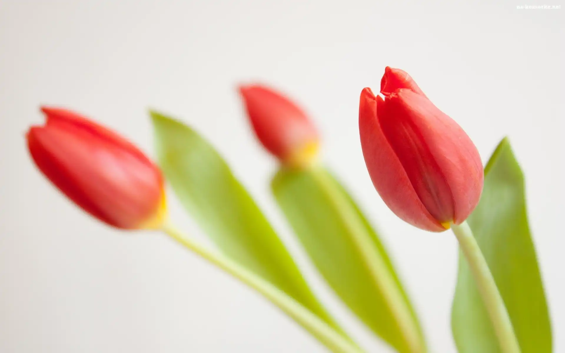 Czerwone, Tulipany