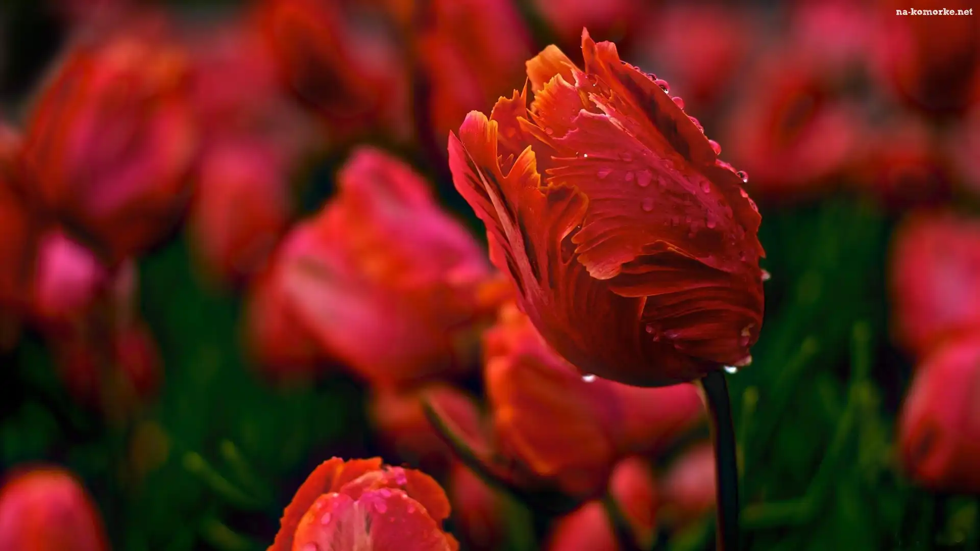 Czerwone, Tulipany