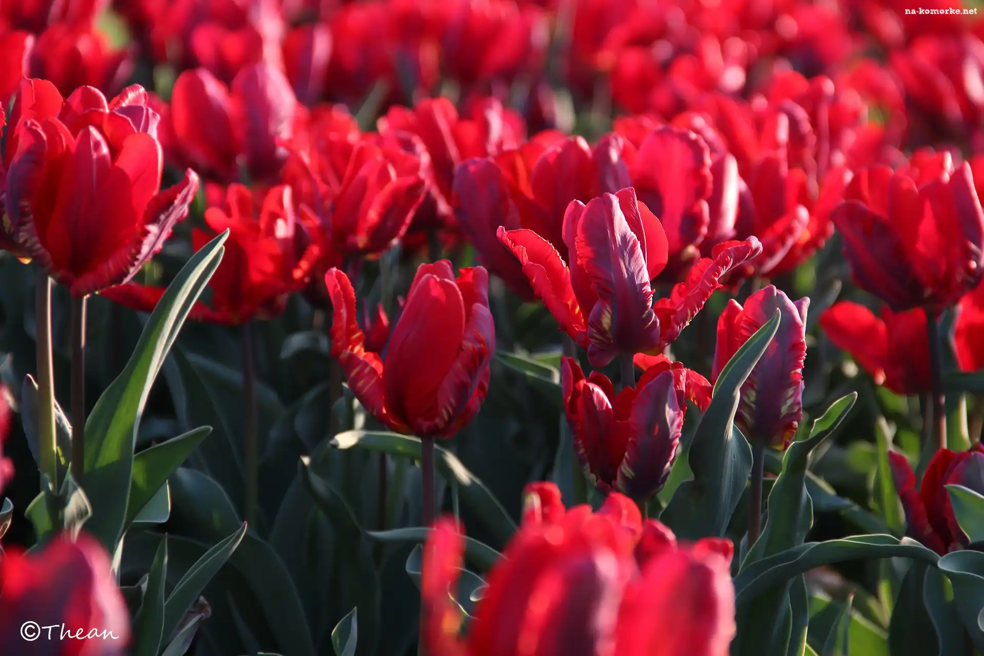 Czerwone, Tulipany