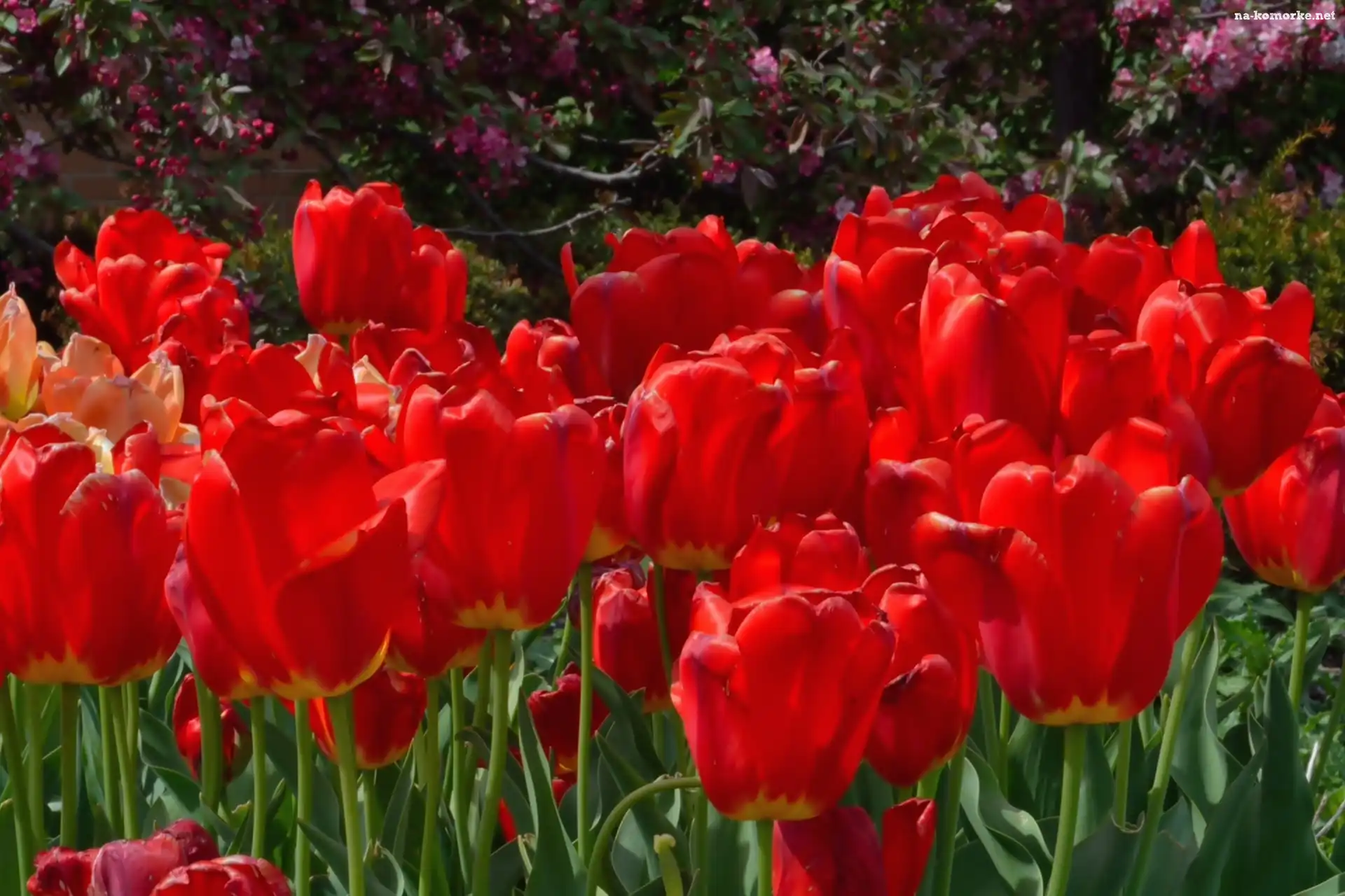 Czerwone, Tulipany