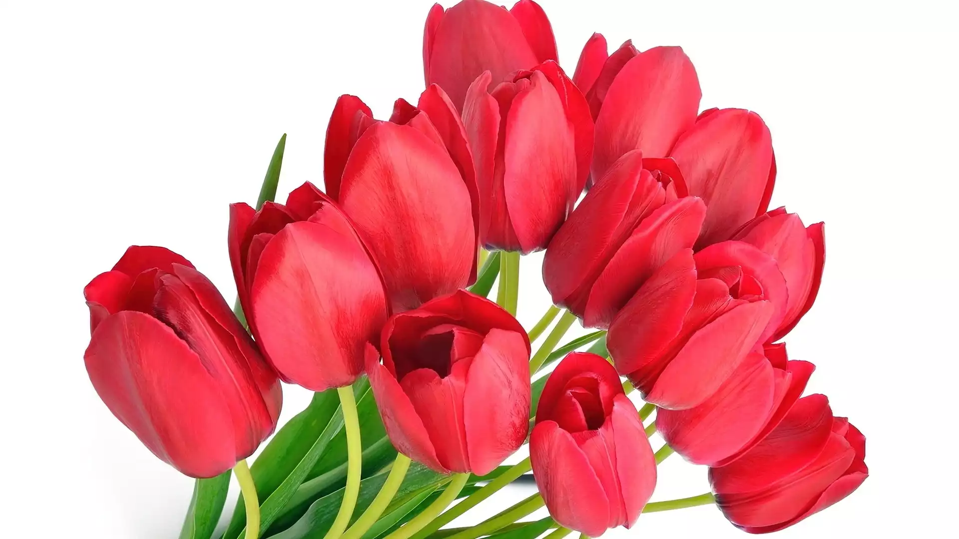 Czerwone, Tulipany
