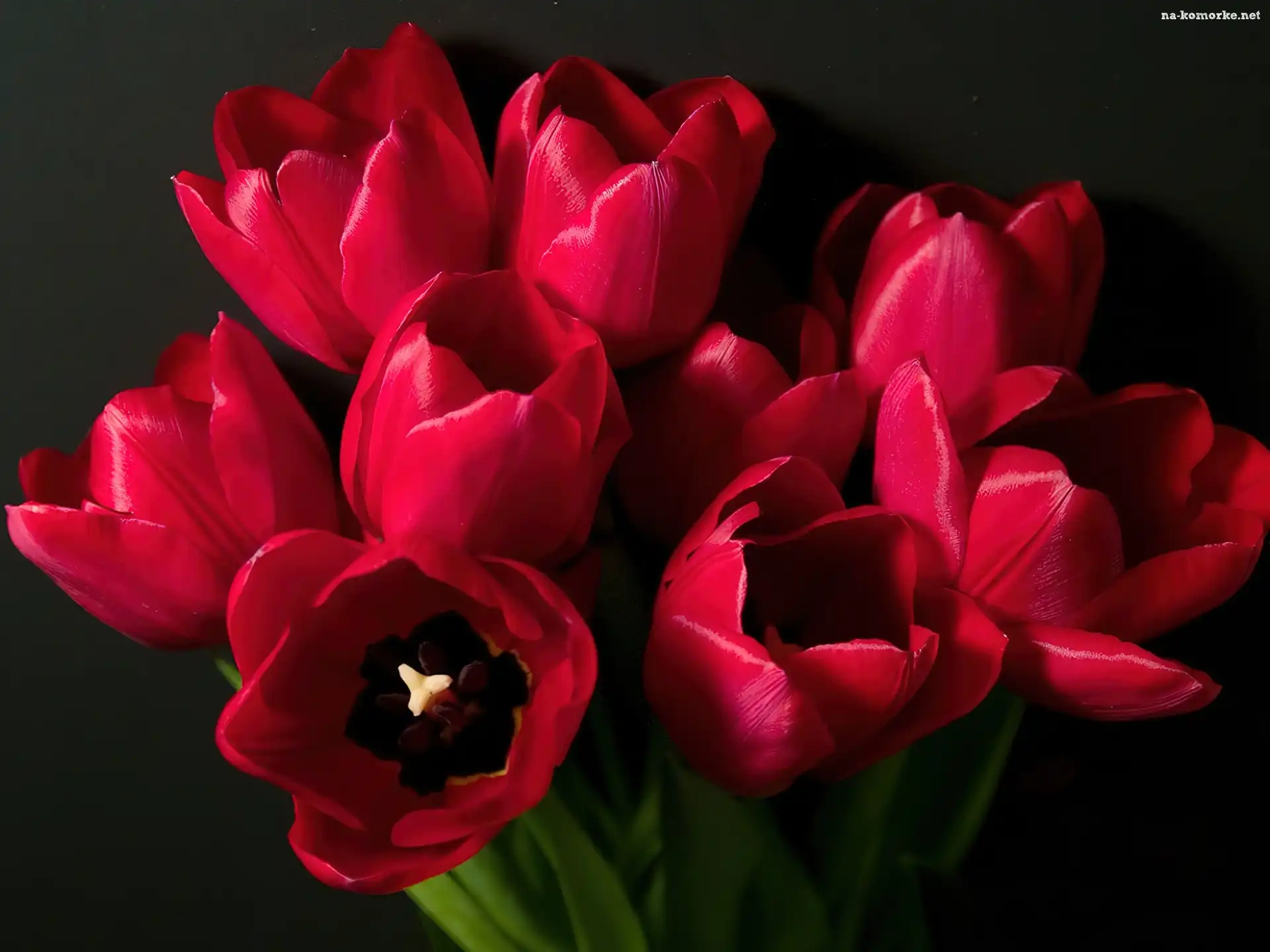 Czerwone, Tulipany