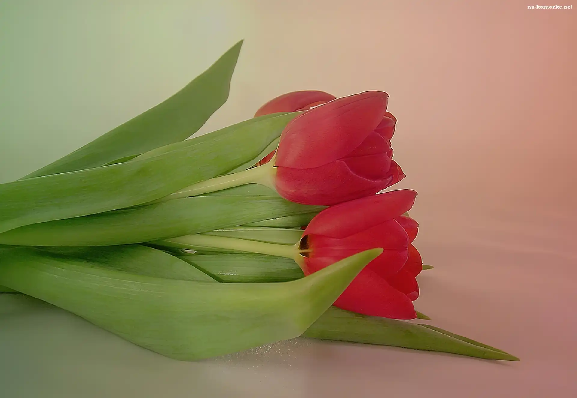 Czerwone, Tulipany