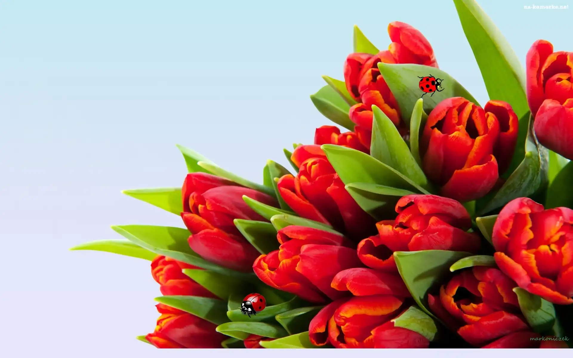 Tulipany, Czerwone, Biedronki