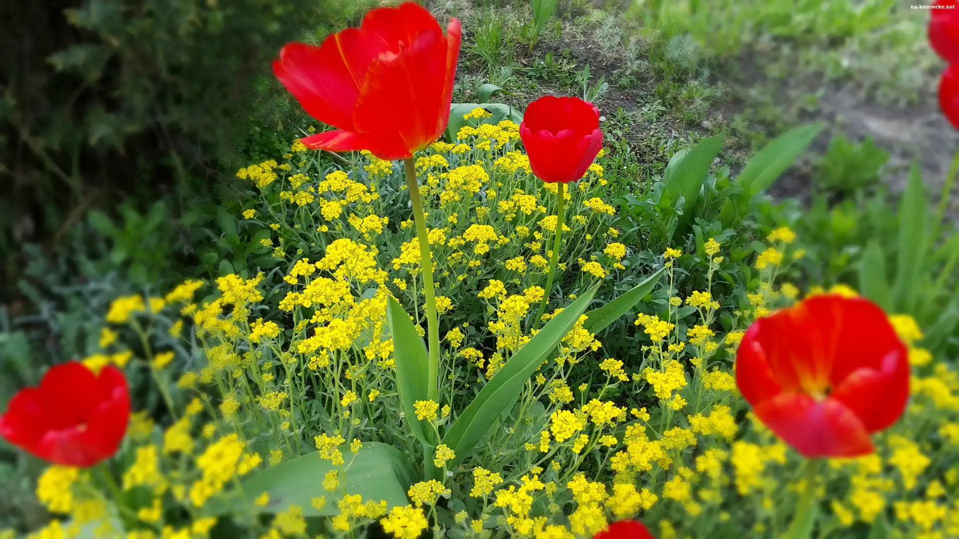 Czerwone, Kwiaty, Tulipany, Żółte