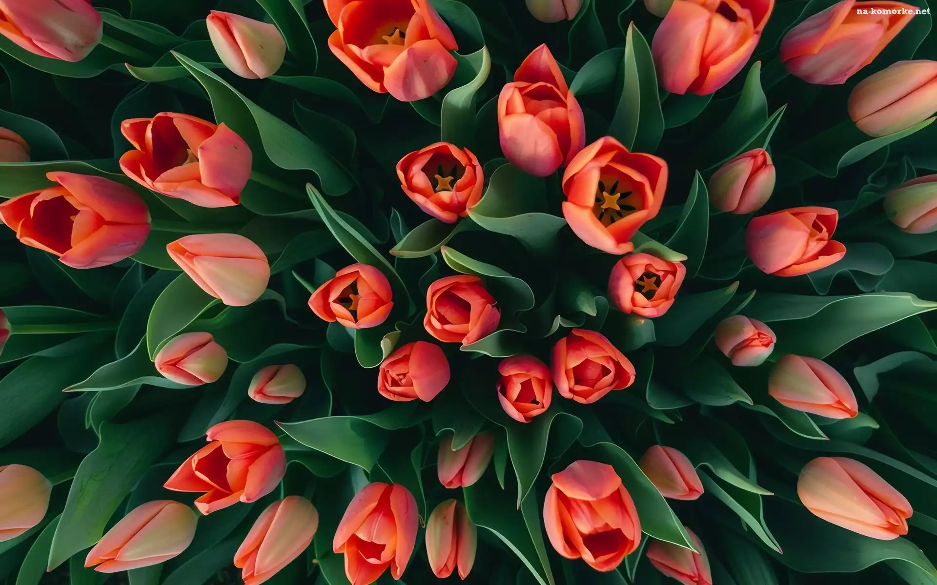 Tulipany, PÄ…ki, Kwiaty, Czerwone