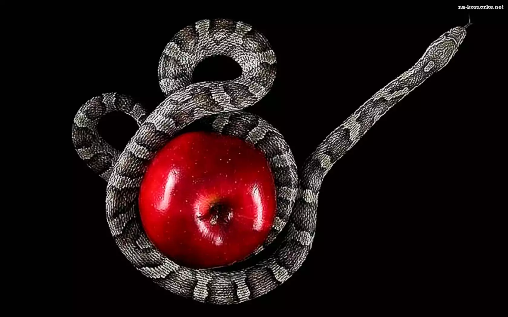 Wąż, Czerwone, Jabłko