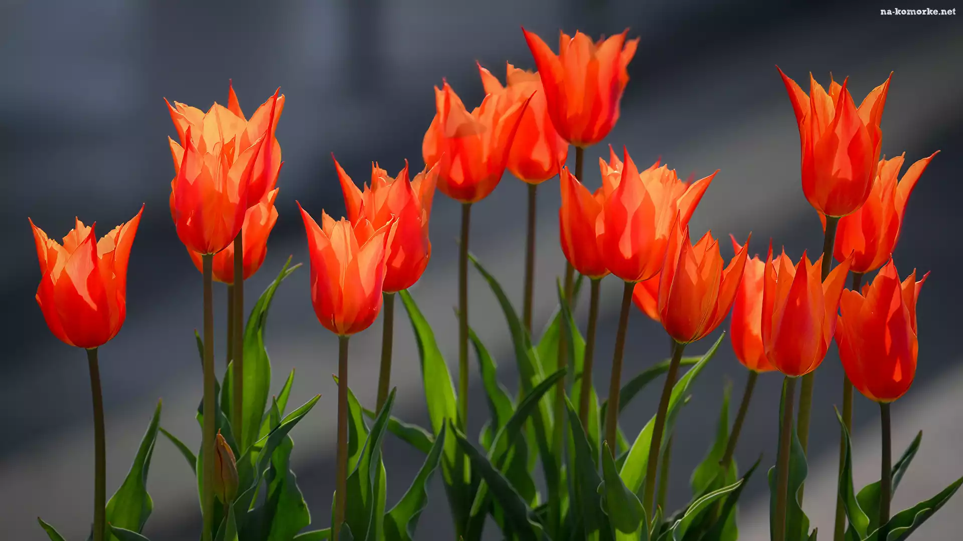 Pomarańczowo-czerwone, Zbliżenie, Kwiaty, Tulipany