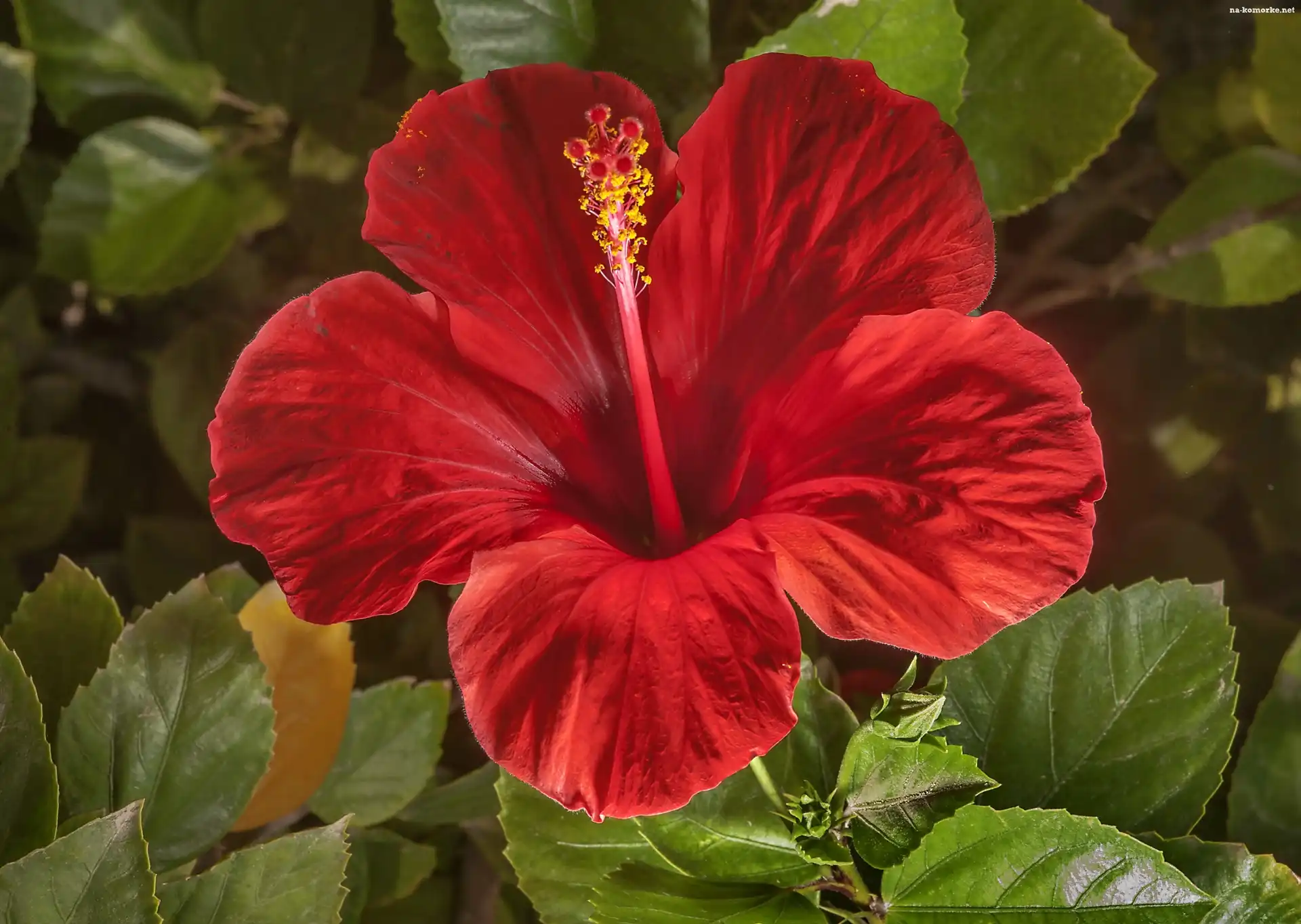 Hibiskus, Czerwony, Kwiat