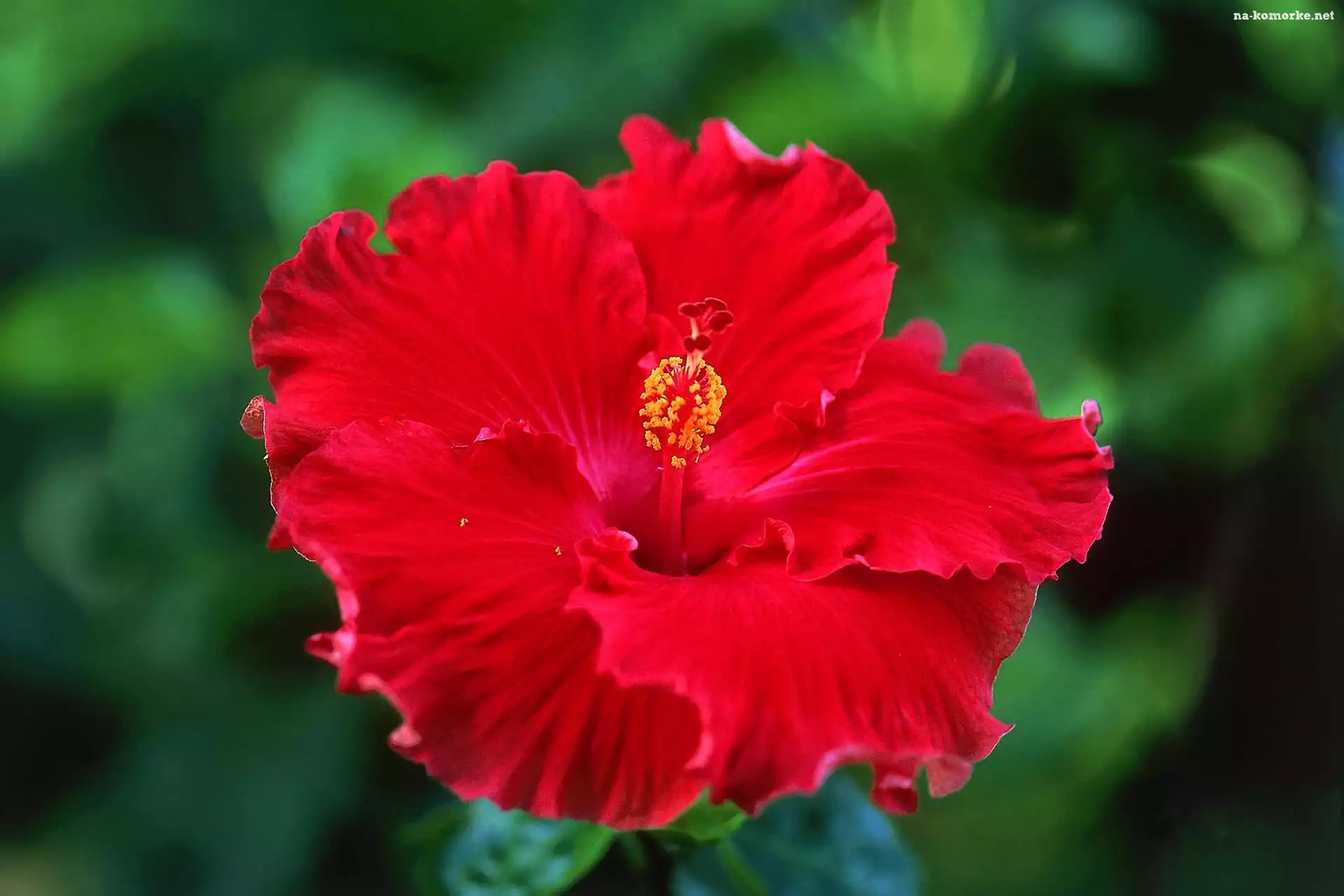 Czerwony, Hibiskus