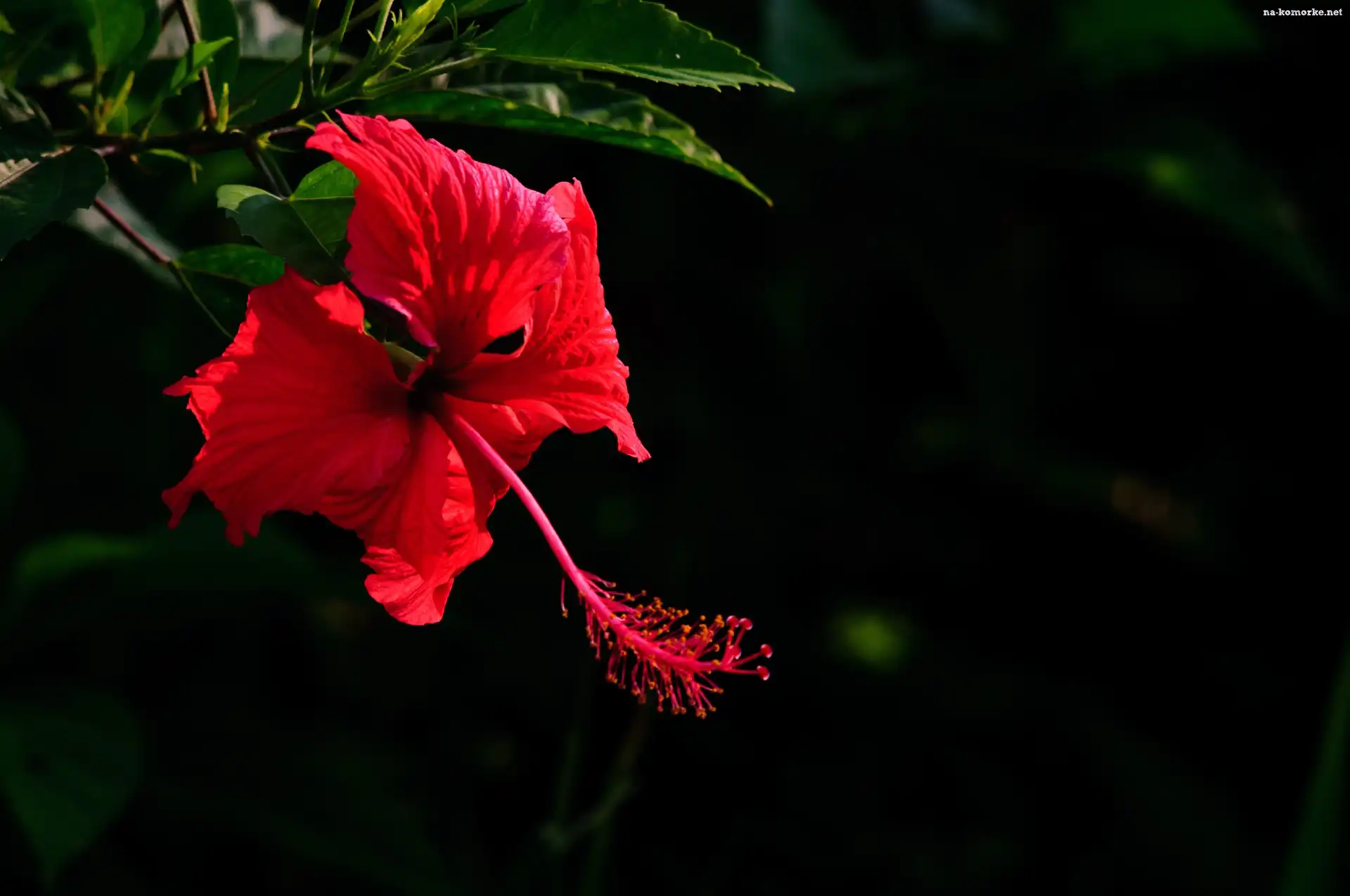 Kwiat, Czerwony, Hibiskus