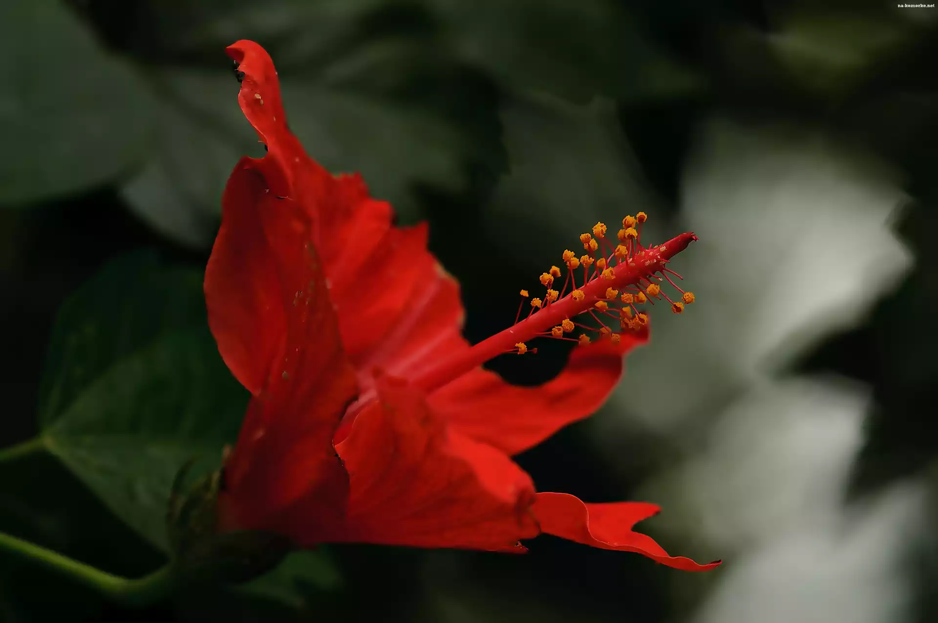 Czerwony, Makro, Kwiat, Hibiskusa