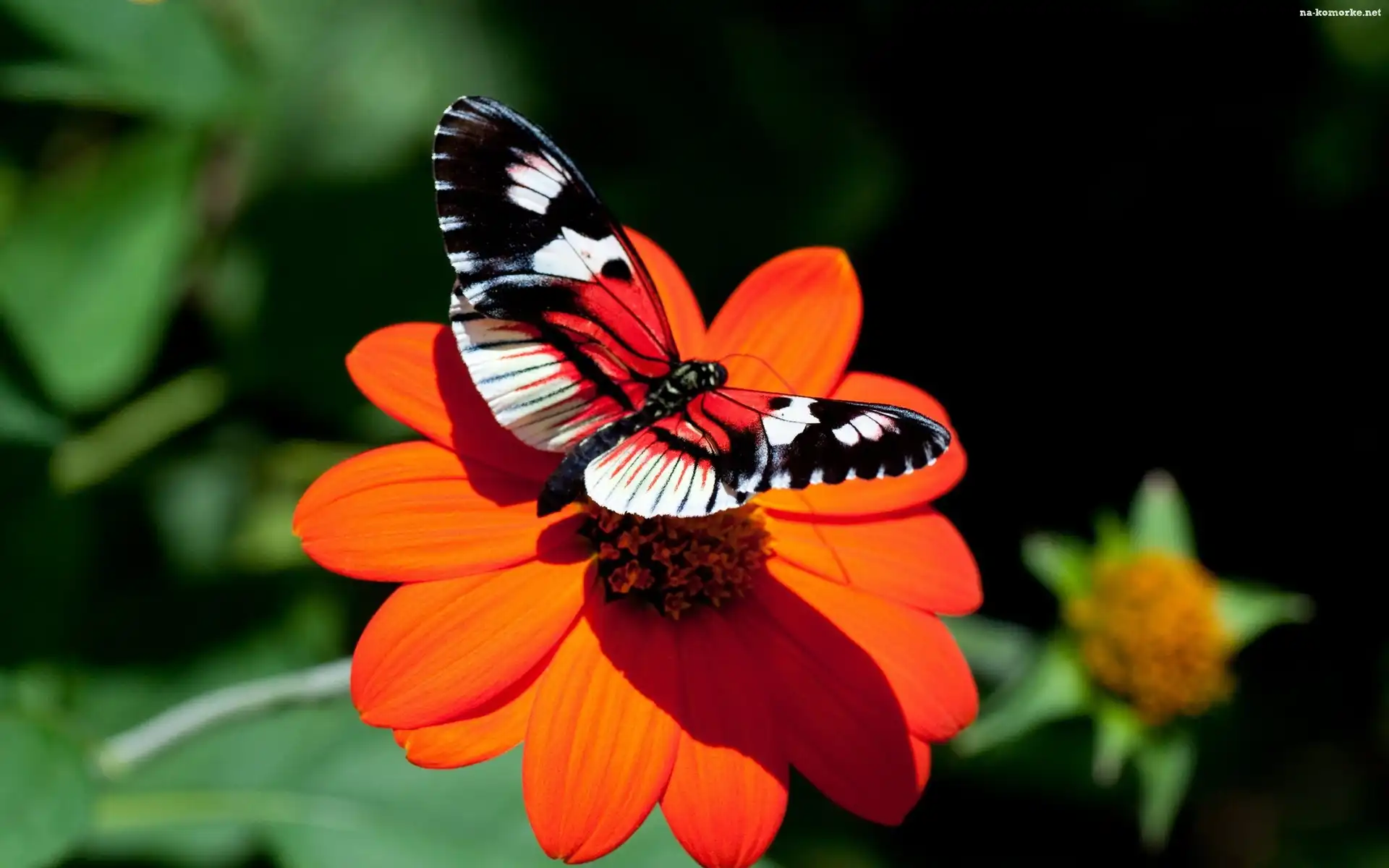 Motyl, Czerwony, Kwiat