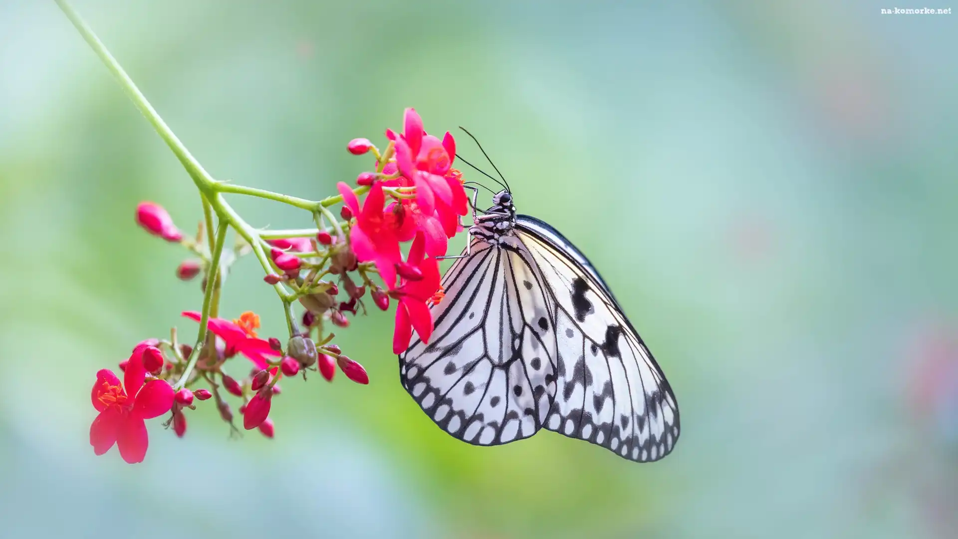 Kwiatek, Czerwony, Motyl, Idea leuconoe