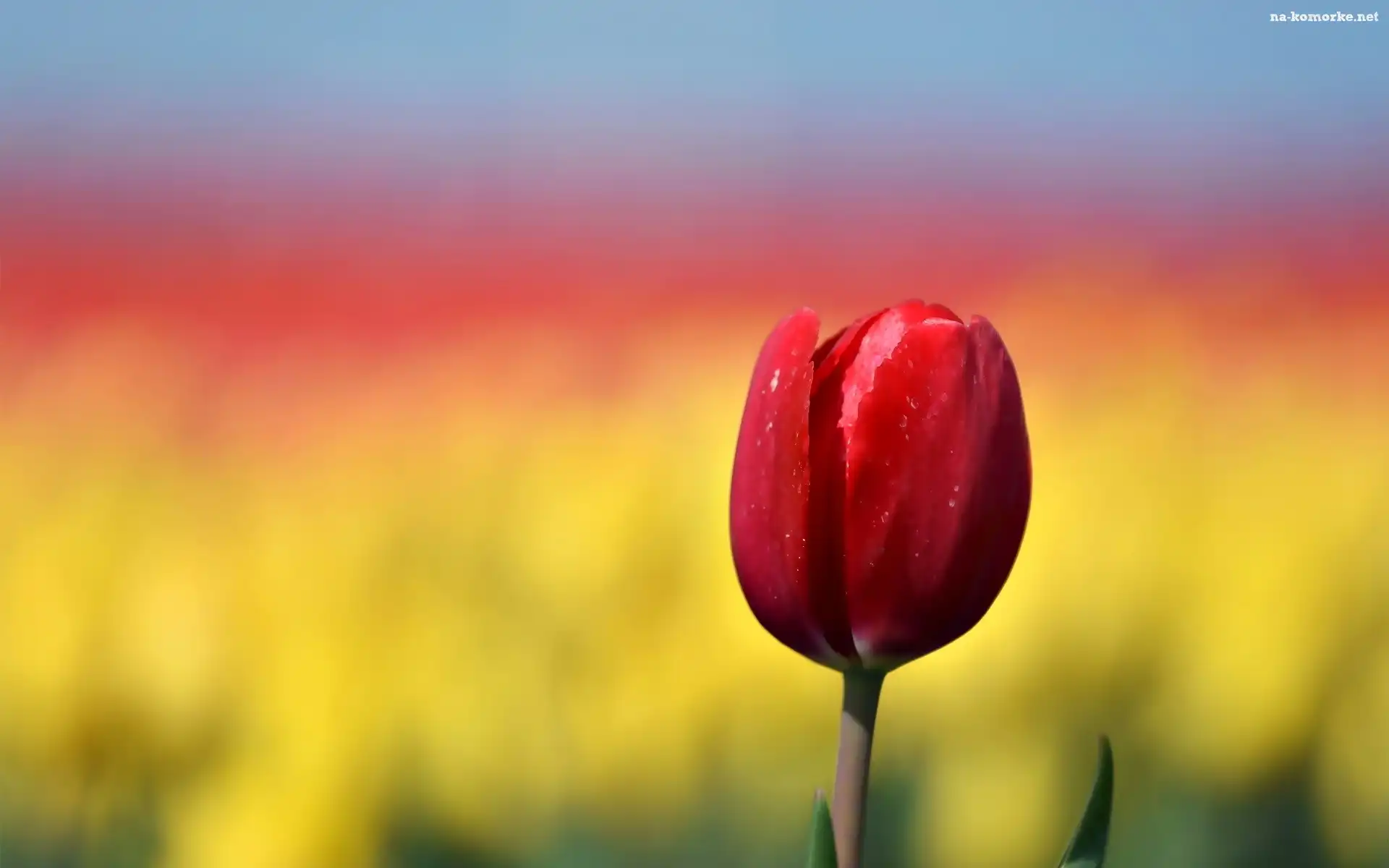 Czerwony, Tulipan