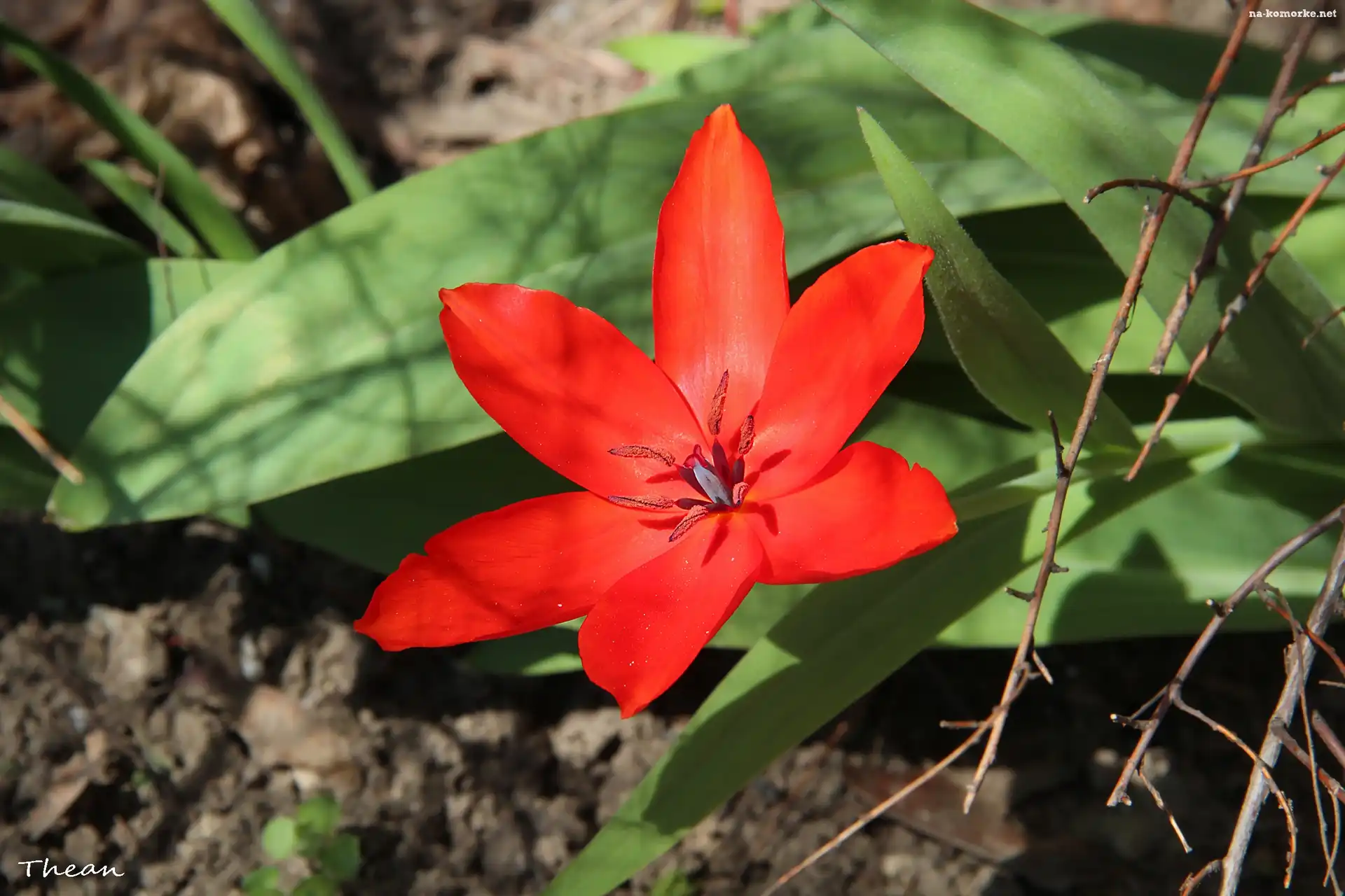 Czerwony, Tulipan