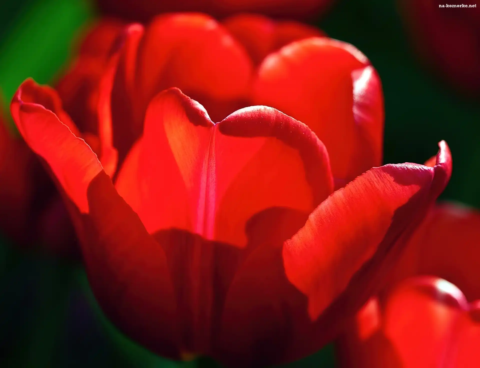 Czerwony, Tulipan