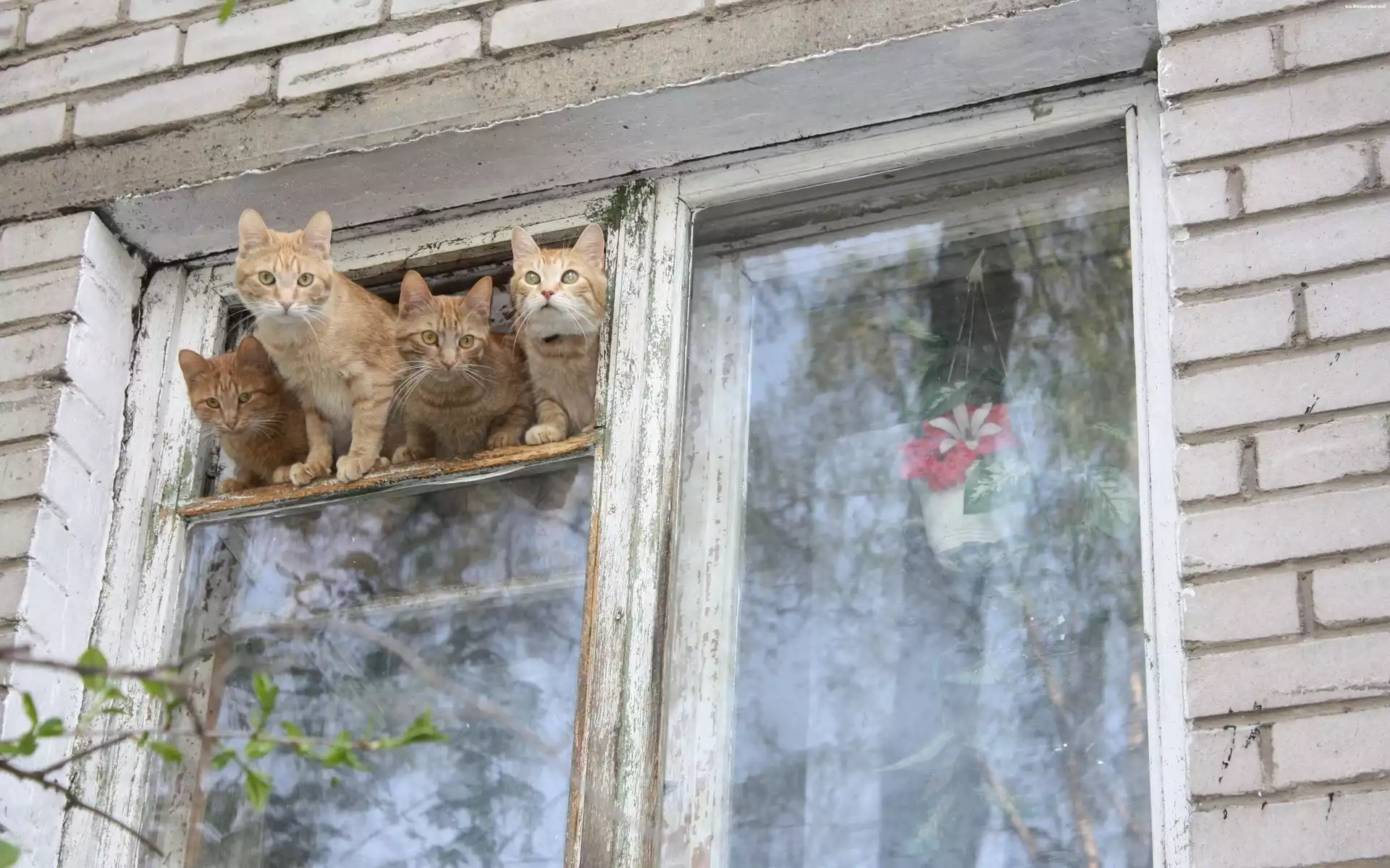 Cztery, Okno, Koty, Stare