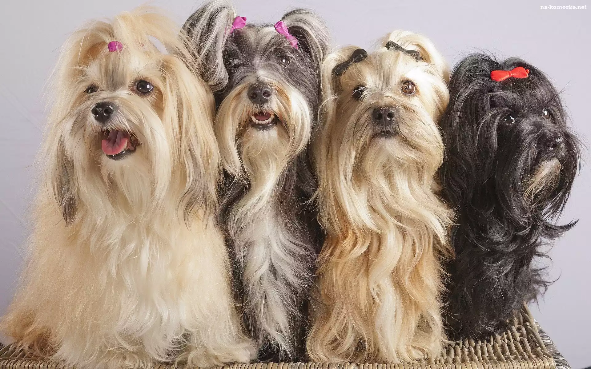 Cztery, Tzu, Pieski, Shih