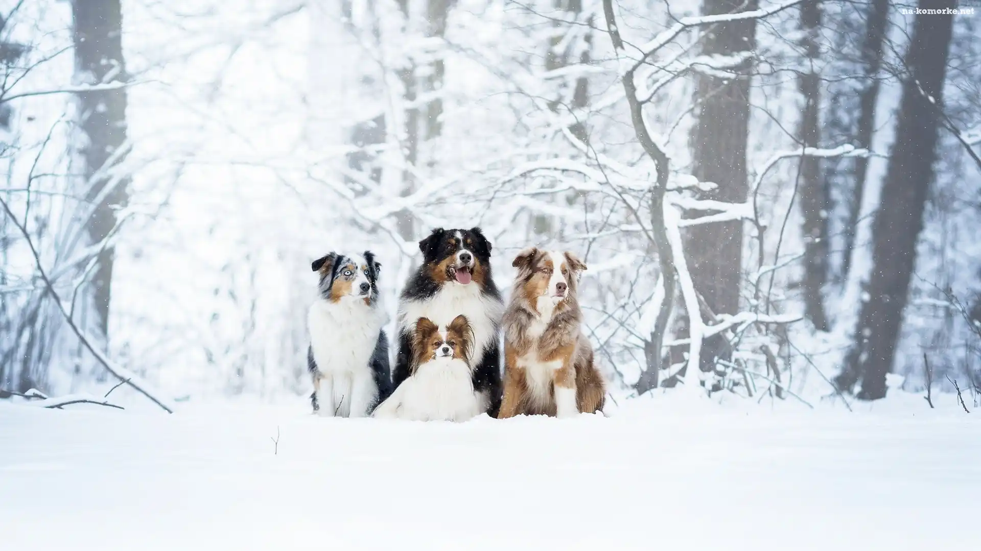 Cztery, Zima, Drzewa, Psy, Owczarek australijski, Berneński pies pasterski, Spaniel kontynentalny miniaturowy Papillon