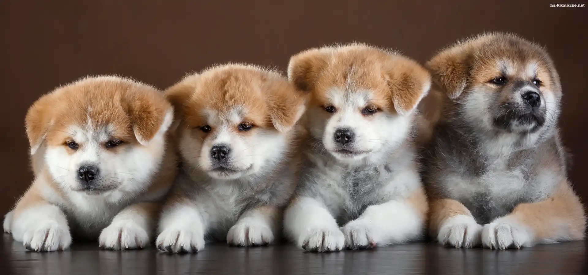 Cztery, Akita inu, Słodkie, Szczeniaki