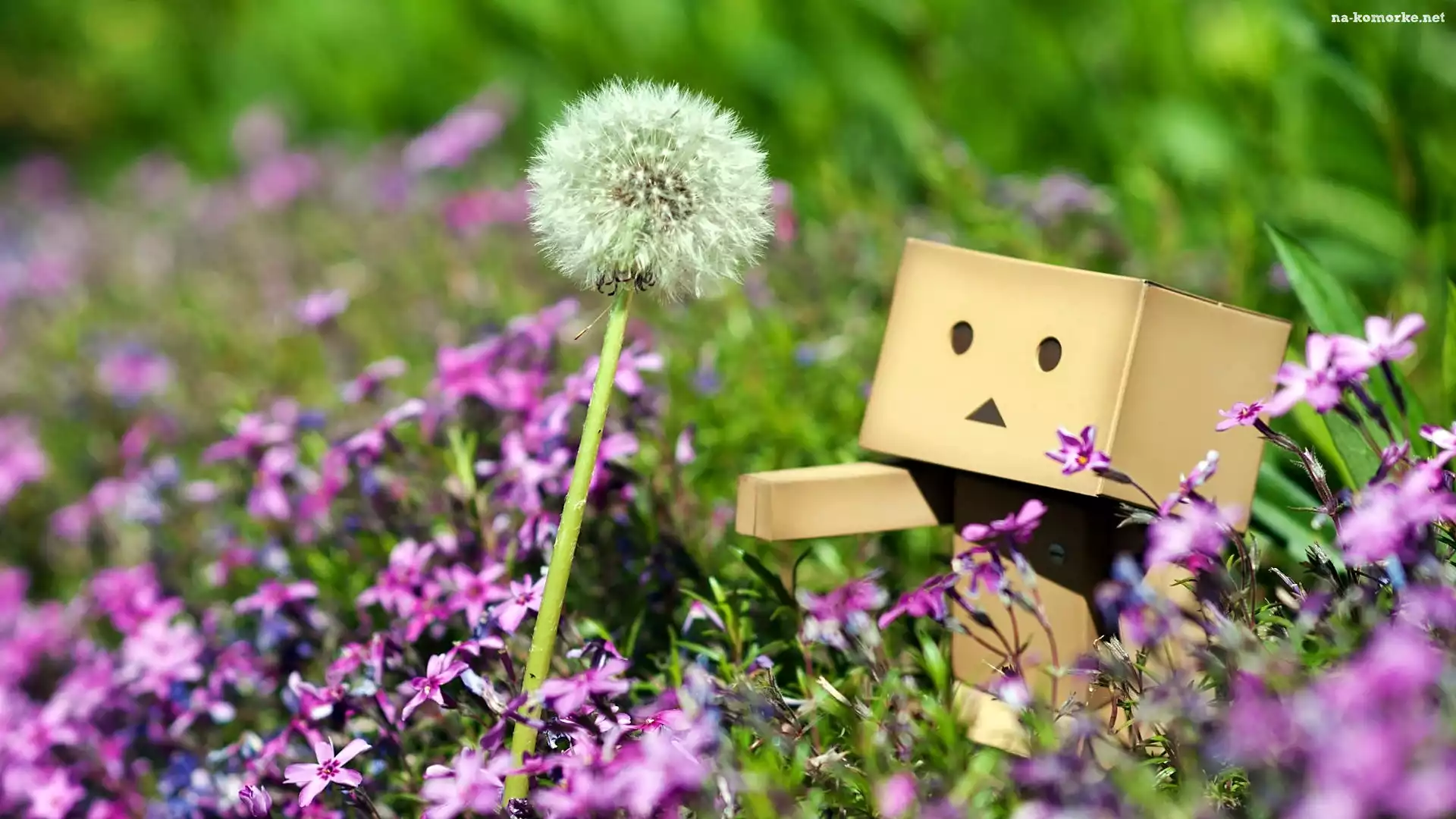 Lato, Danbo, Rozmycie, Łąka, Różowe, Kwiatki, Dmuchawiec