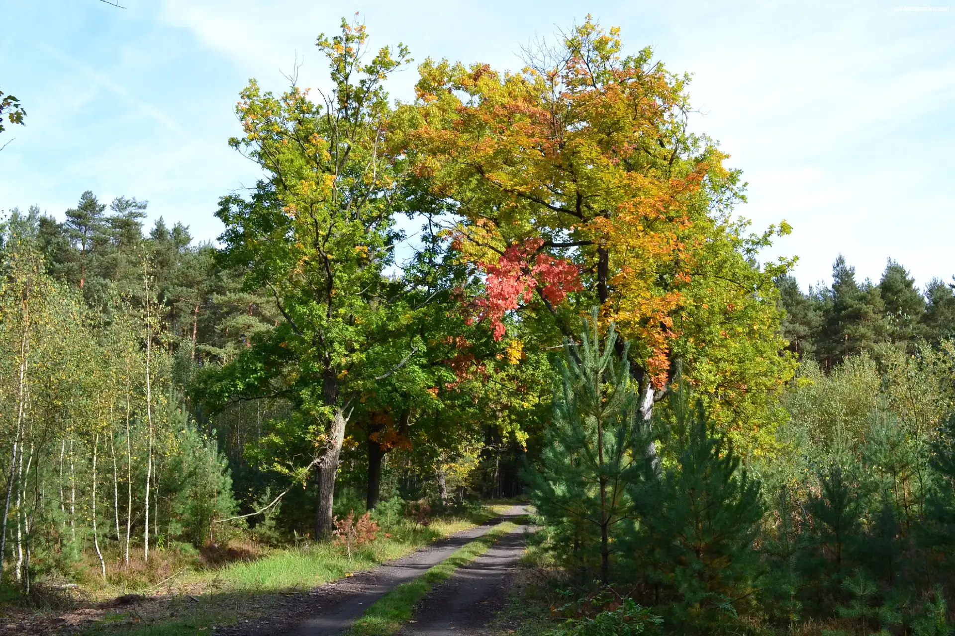 Dęby, Leśna, Droga, Kolorowe, Jesienne
