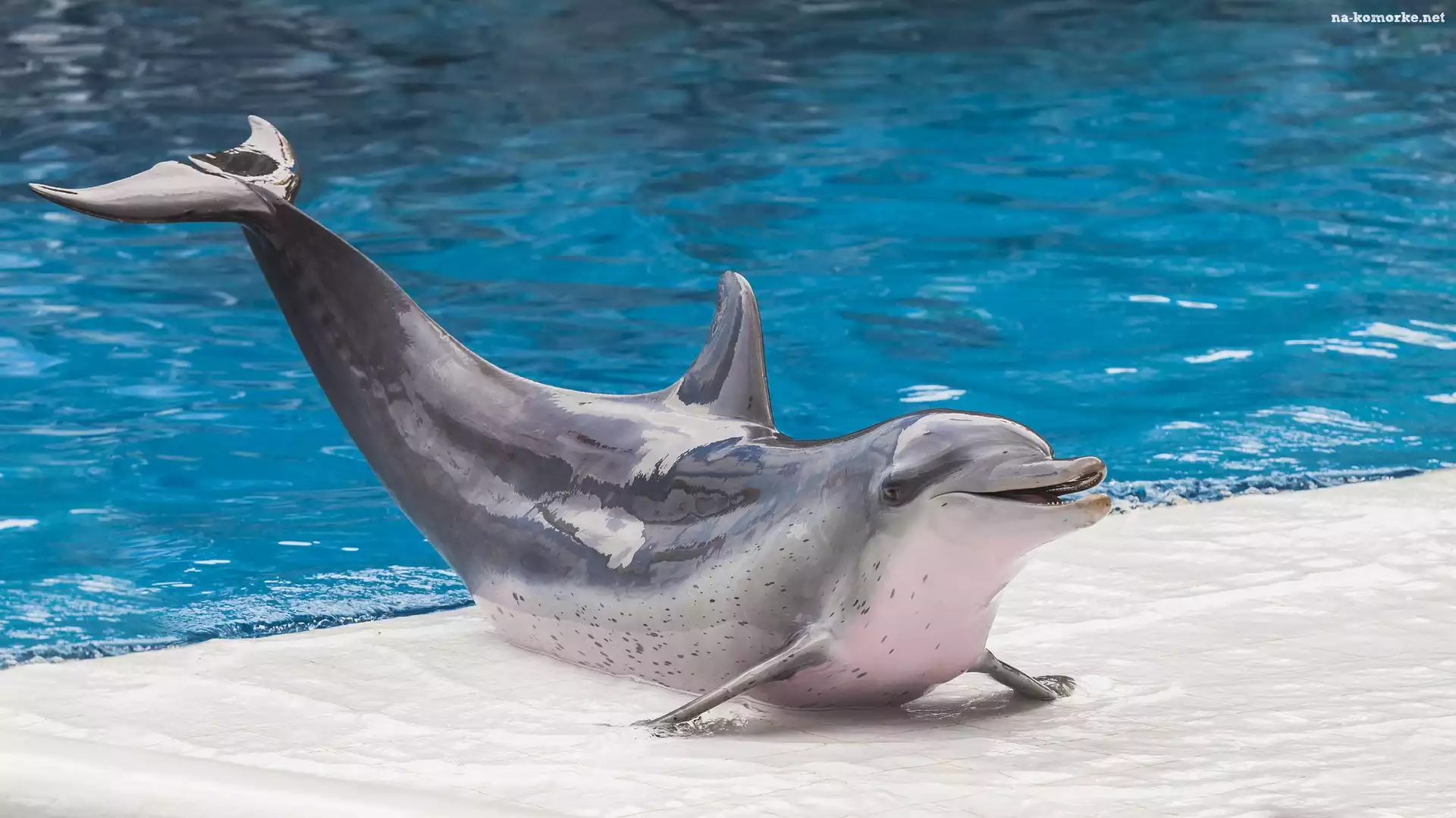 Delfin, Basen