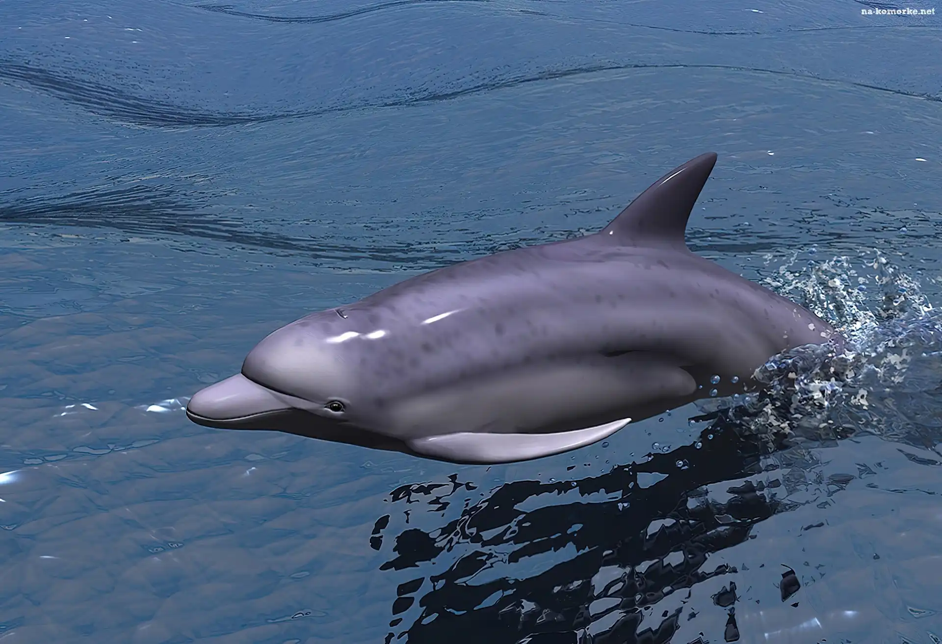 Delfin, Grafika