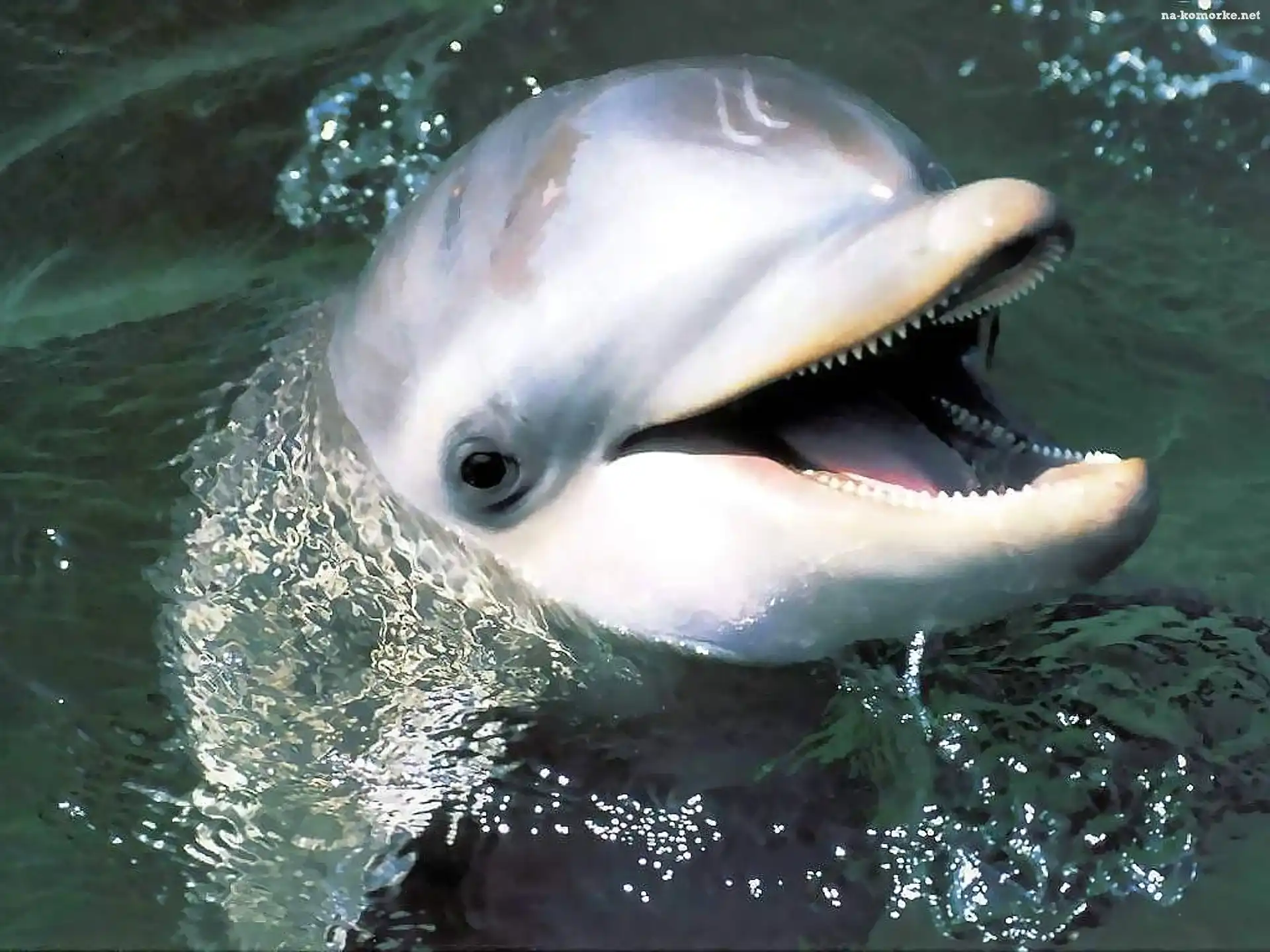 Delfin, Woda