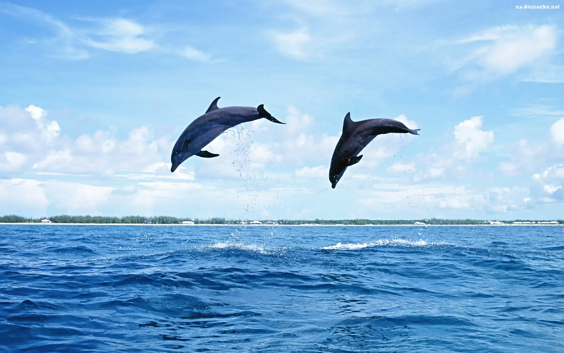 Dwa, Delfiny, Morze