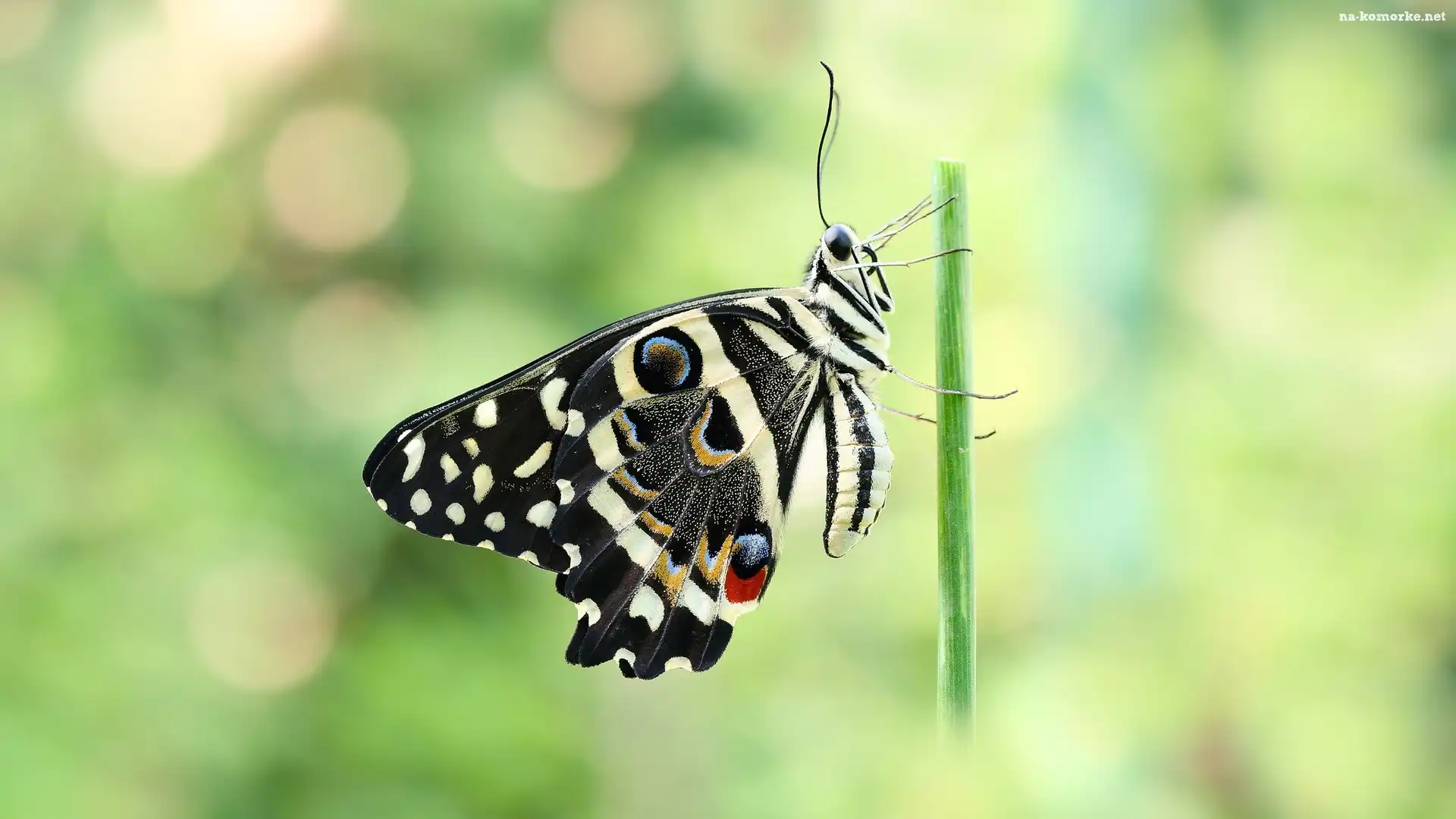 Motyl, Czarny, Papilio demodocus