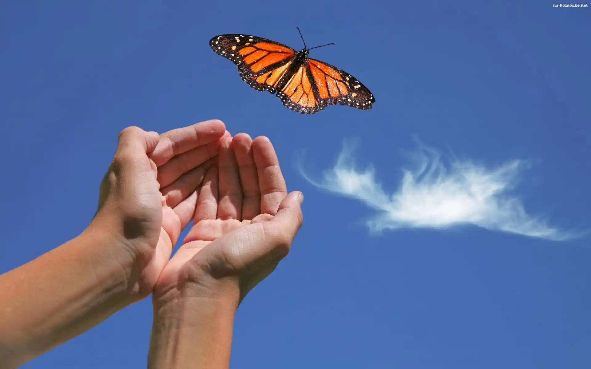 Motyl, Dłonie, Niebo