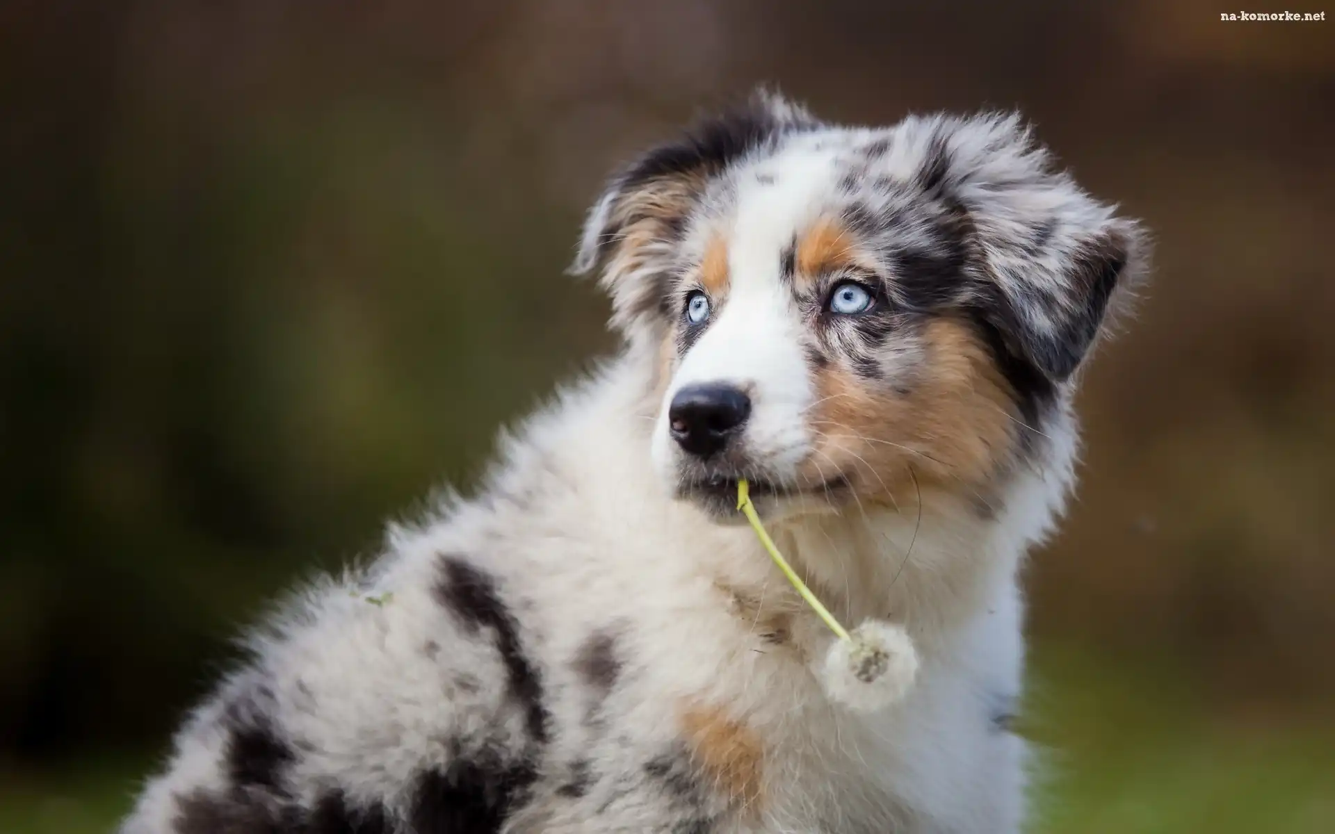 Dmuchawiec, Pies, Szczeniak, Border Collie, Mniszek