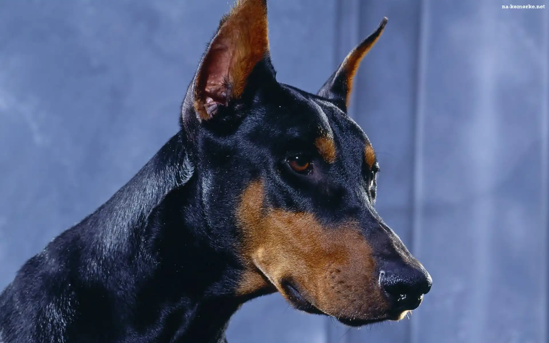 Doberman, Pysk