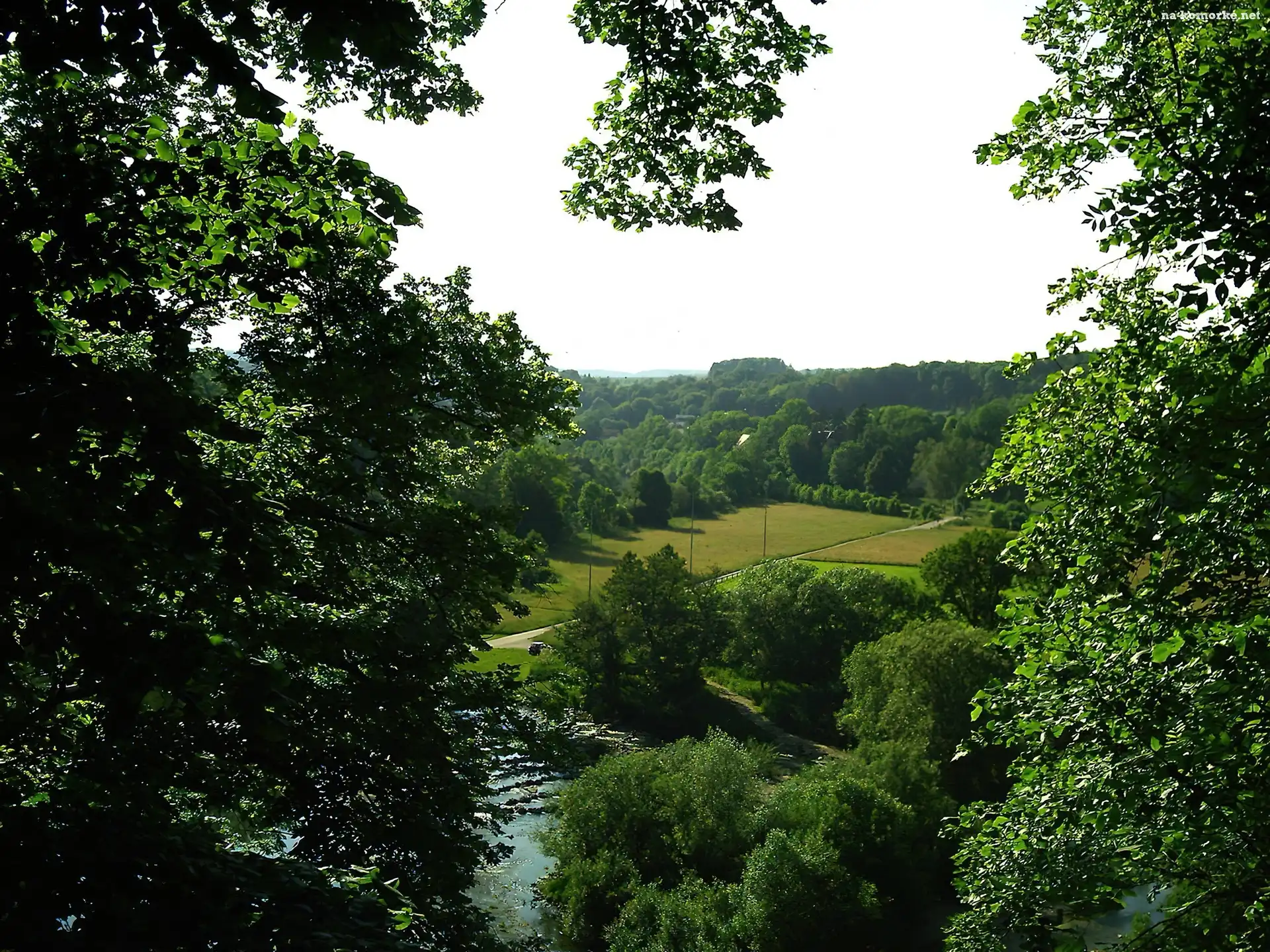 Las, Dolina, Drzewa