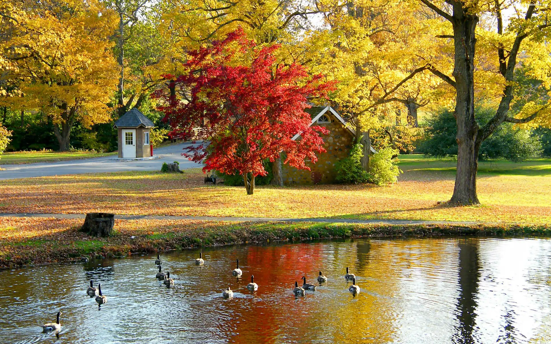 Domek, Staw, Park, Liście, Gęsi, Drzewa