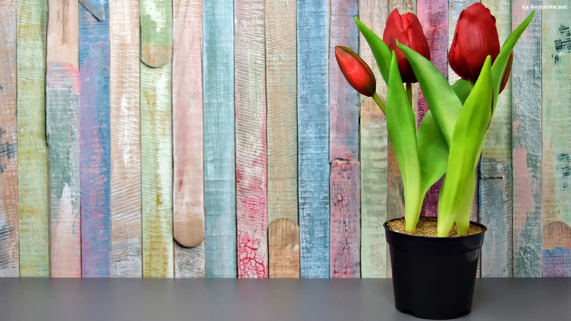 Tulipany, Doniczka, Åšciana