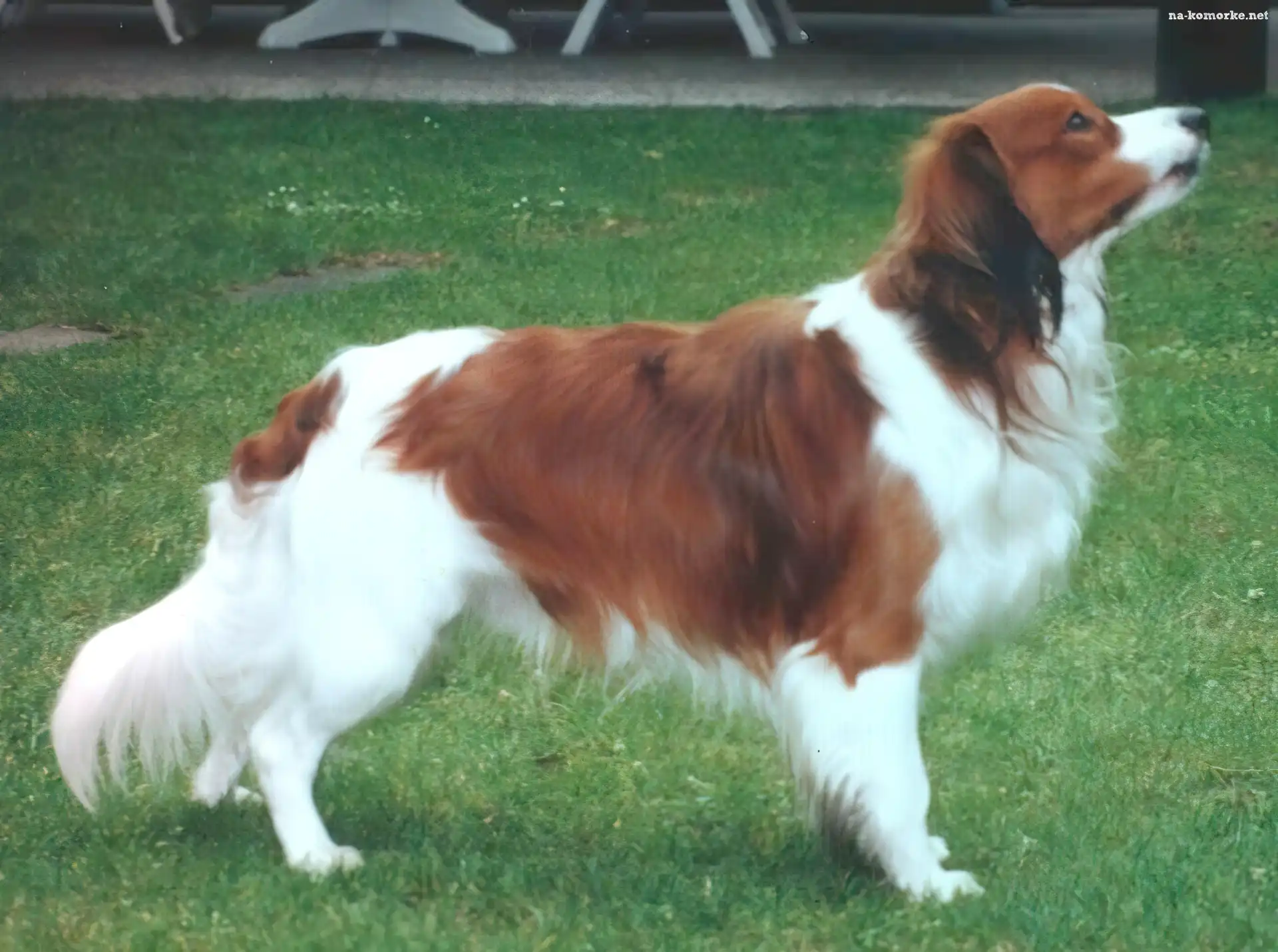 dorosły, trawa, Płochacz holenderski, Kooikerhondje