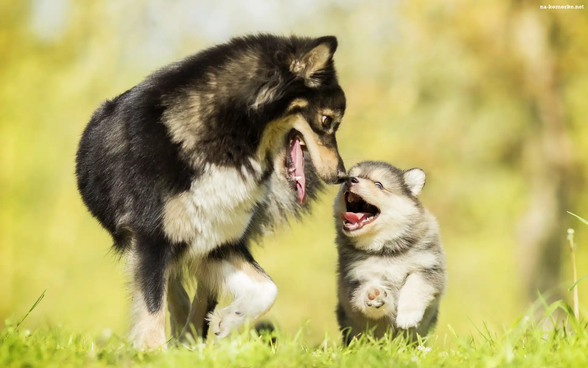 Dorosły, Fiński lapphund, Pies, Szczeniak
