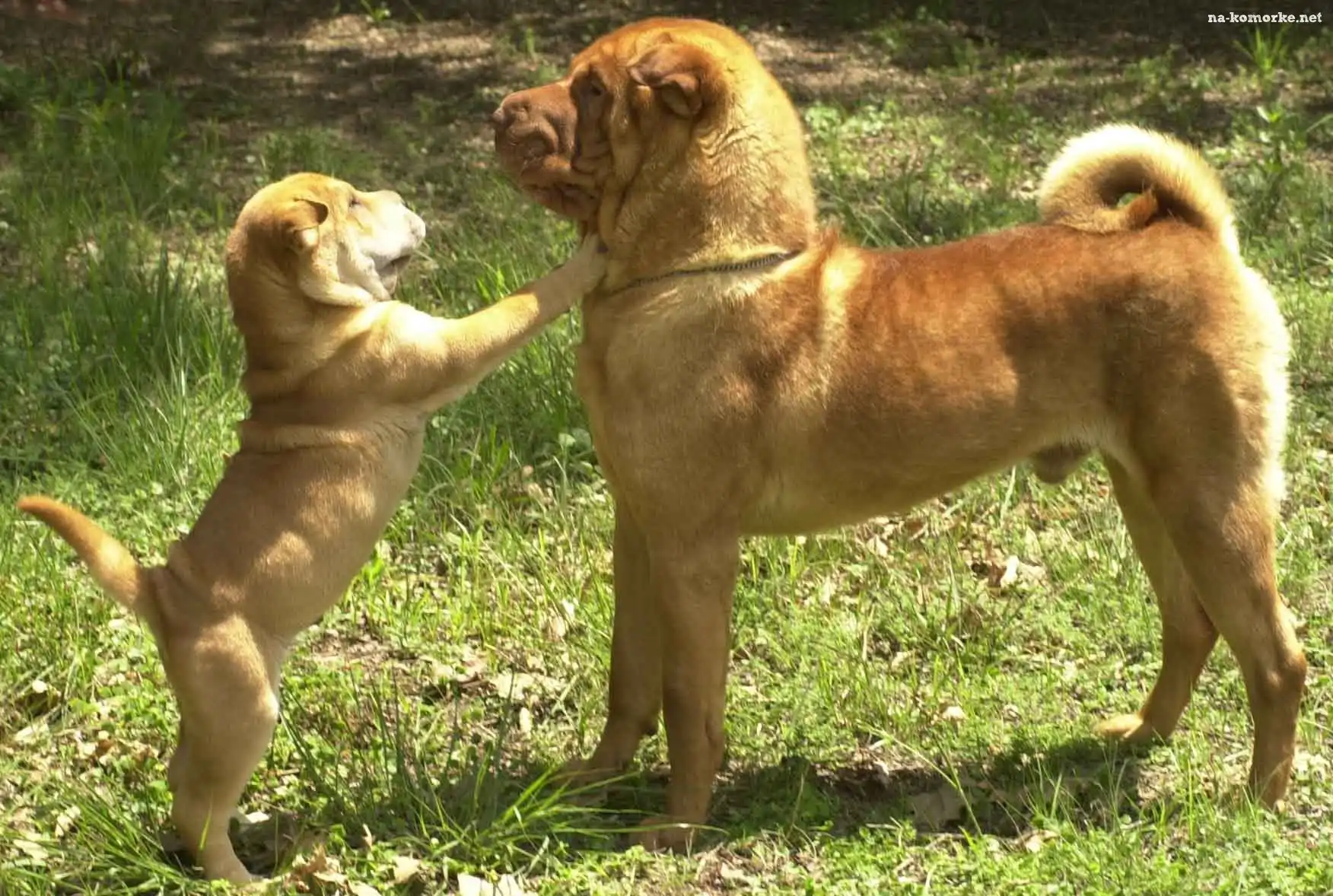 dorosły, trawa, szczeniak, Shar Pei
