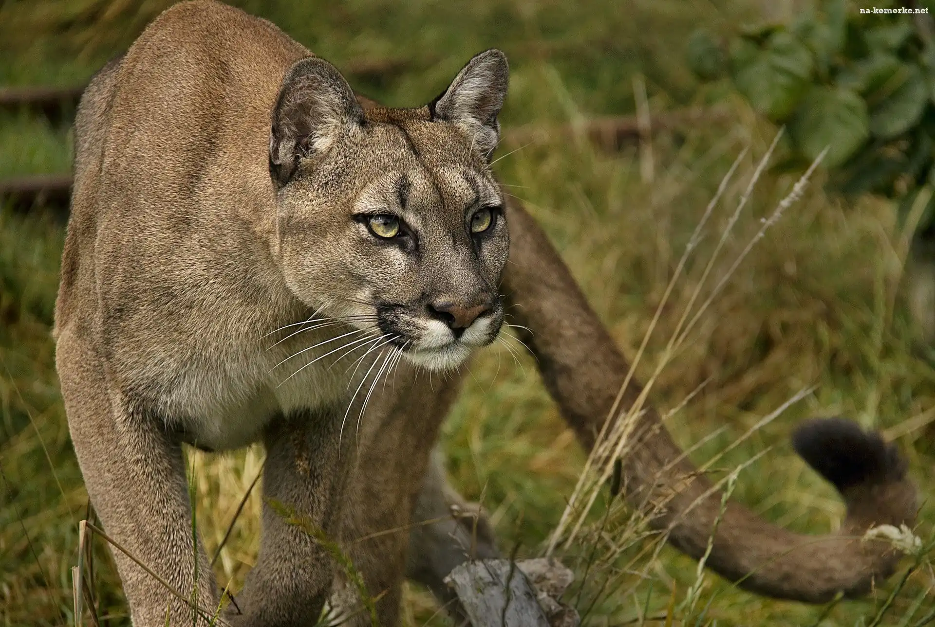 Puma, Drapieżny, Wzrok