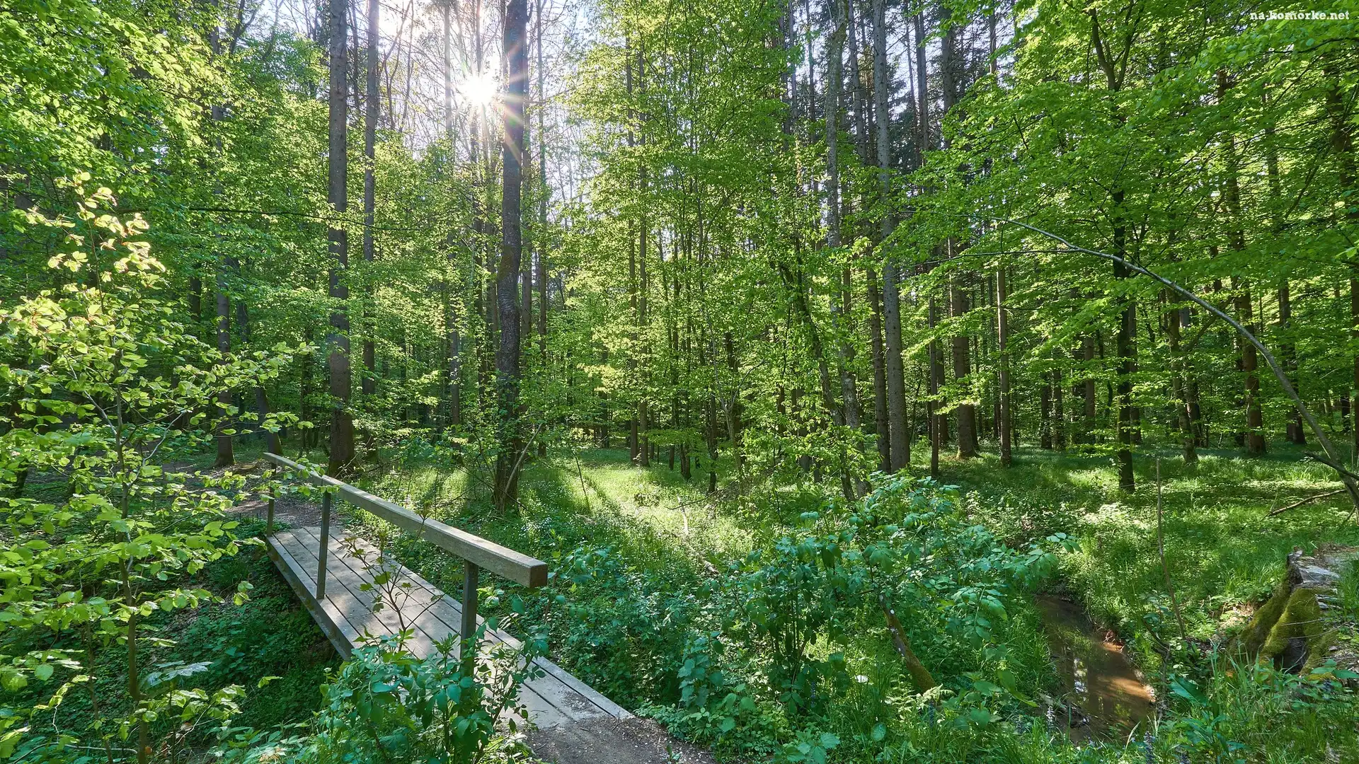 Lato, Drewniana, Kładka, Las, Drzewa
