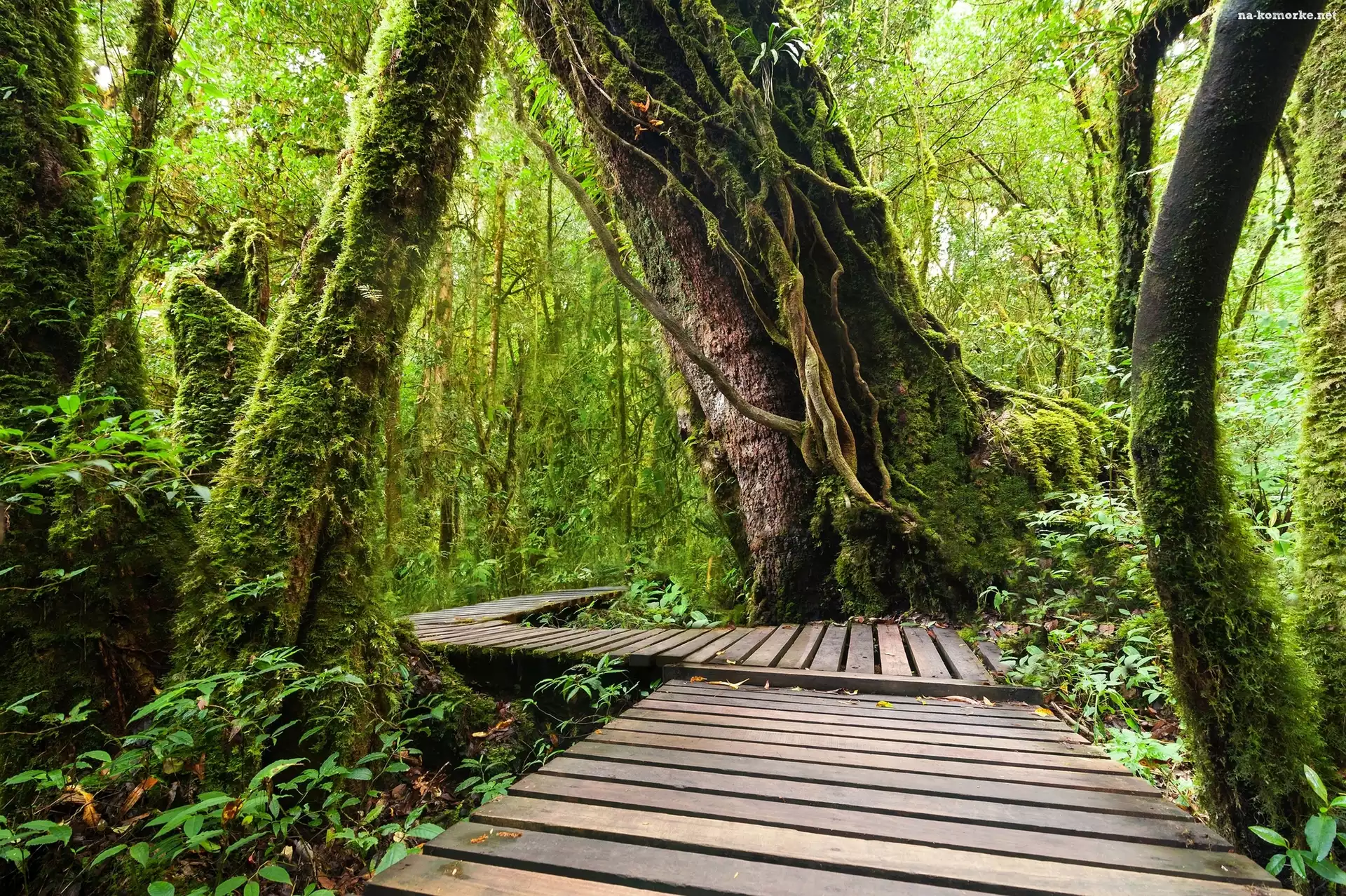 Las tropikalny, Chiang Mai, Tajlandia, Drewniany, Pomost, Tajlandia, Park Narodowy Doi Inthanon