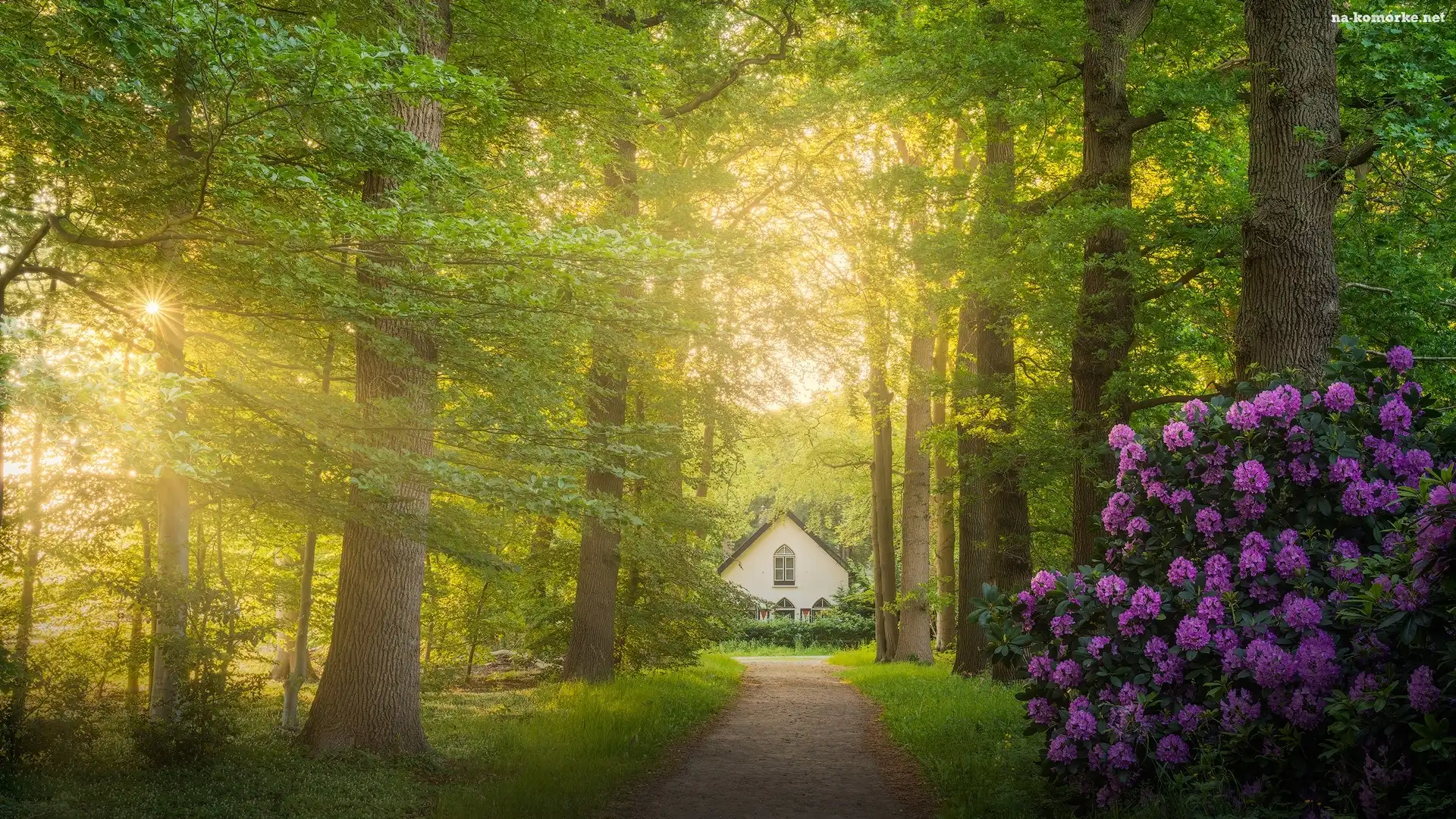Dom, Droga, Promienie słońca, Rododendron, Drzewa, Krzew
