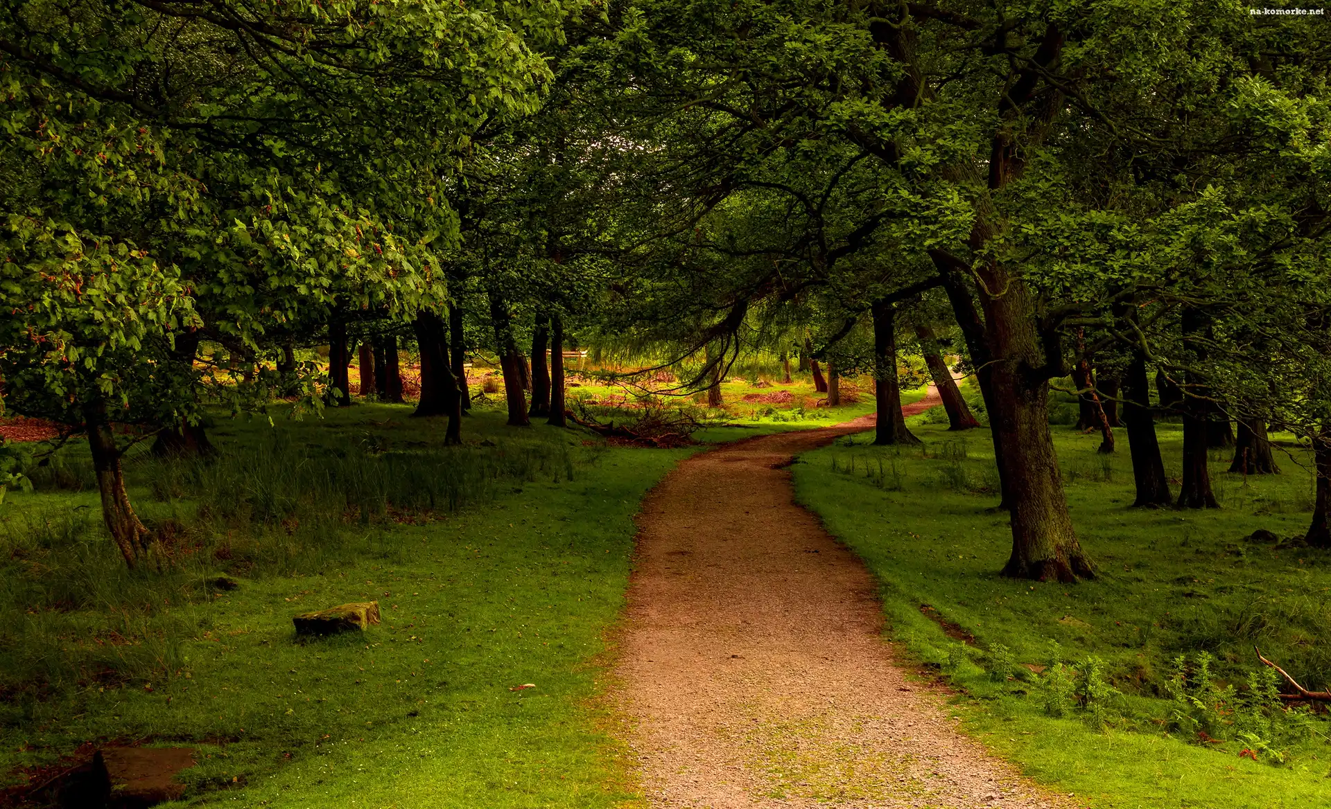 Drzewa, Droga, Park