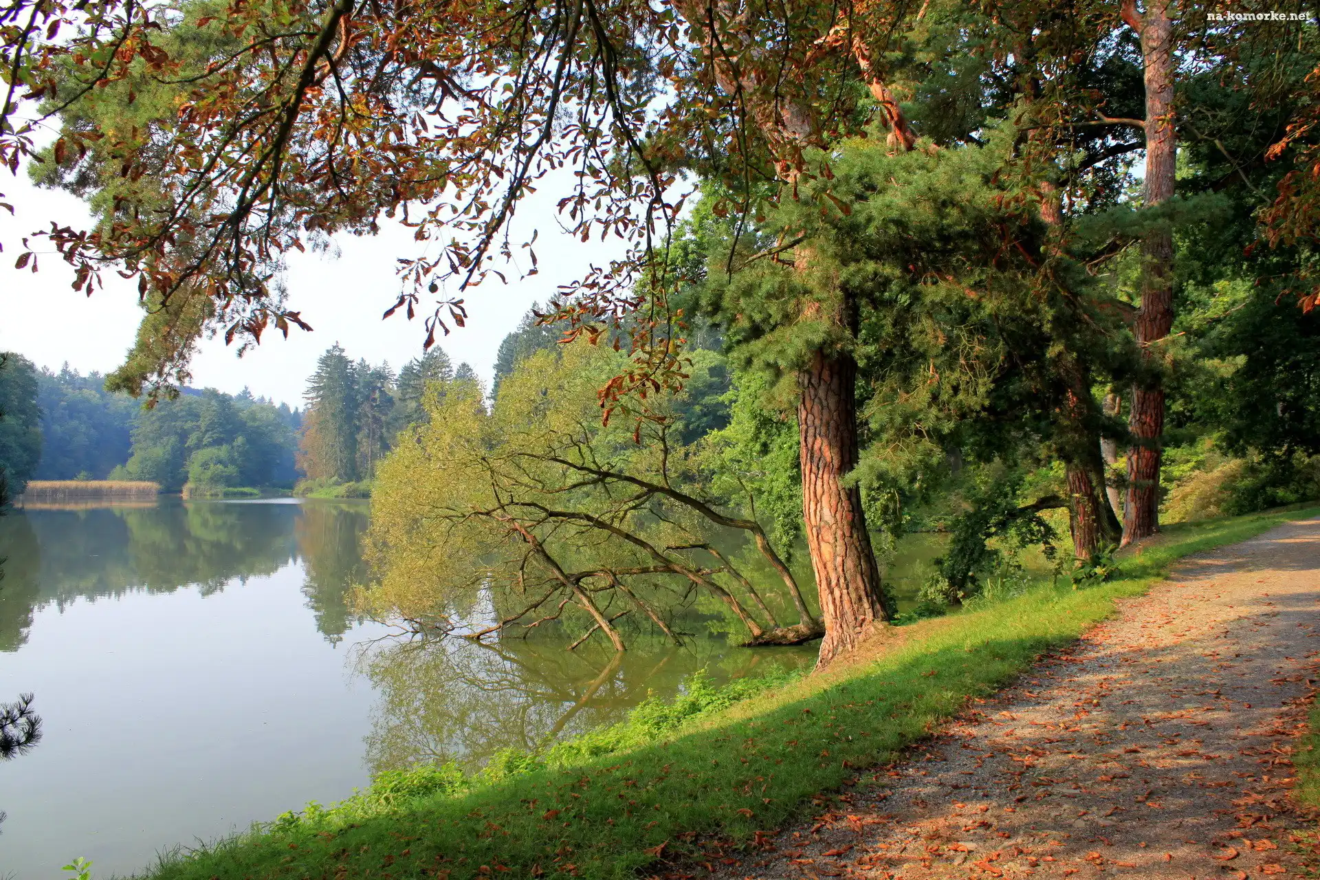Jezioro, Droga, Drzewa