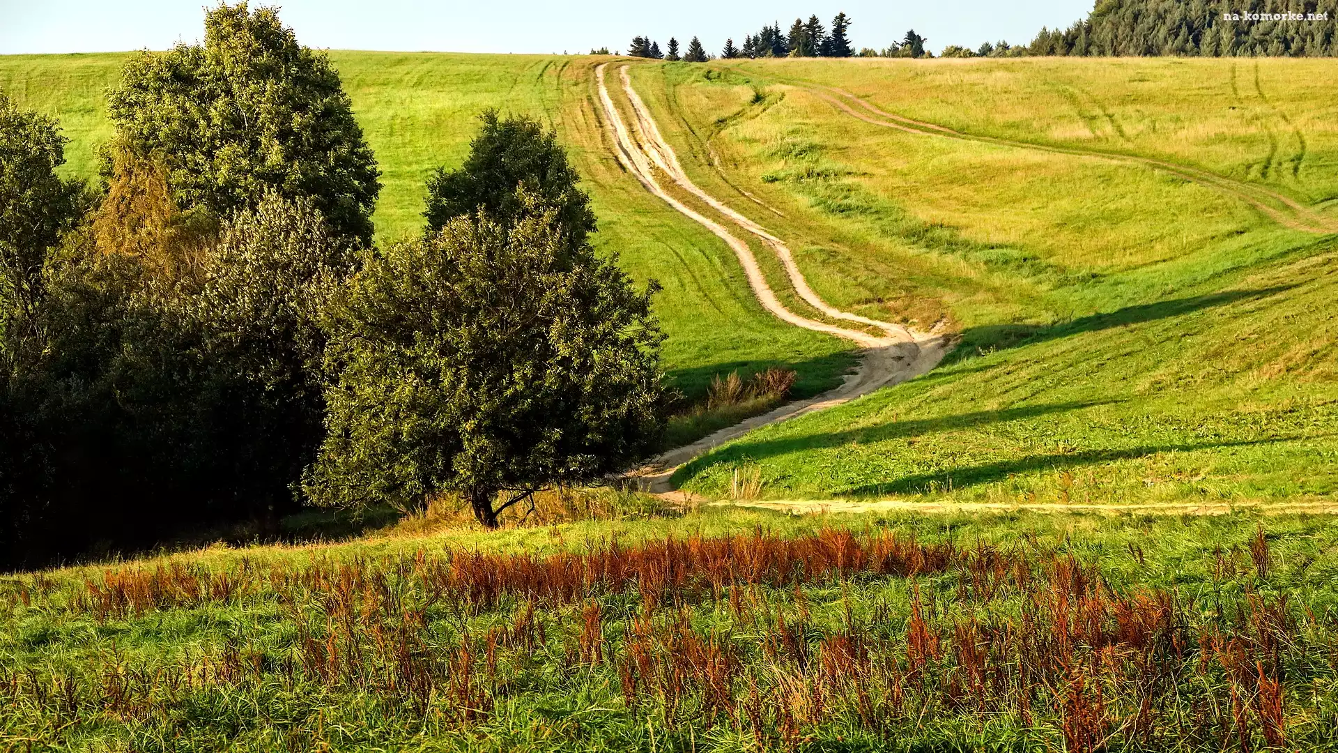 Droga, Drzewa, Łąka, Polska, Krzewy, Beskidy