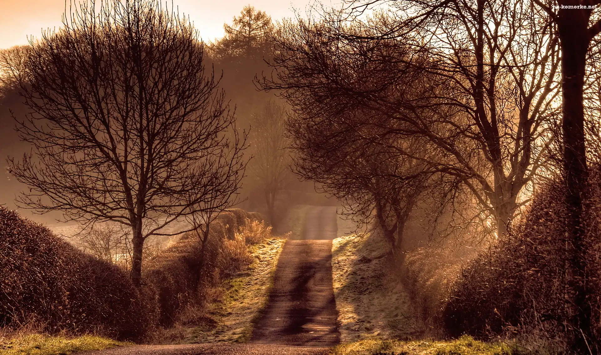 Droga, Sepia, Mgła, Drzewa