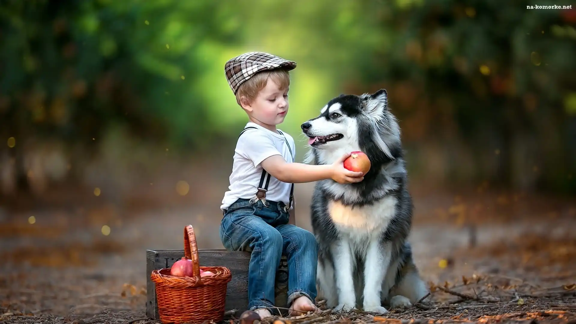 Chłopiec, Droga, Las, Pies, Siberian husky, Koszyk, Owoce